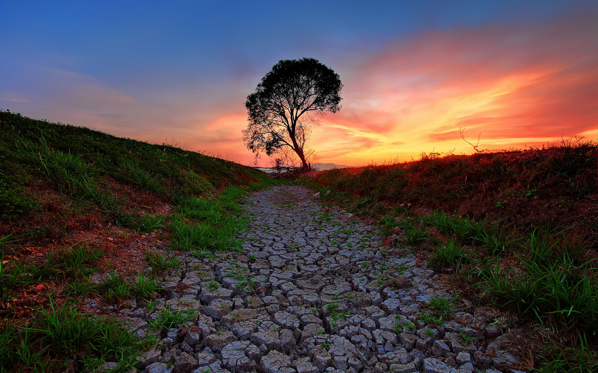Grass Lonely Tree Path Sky Sunset 1920x1200