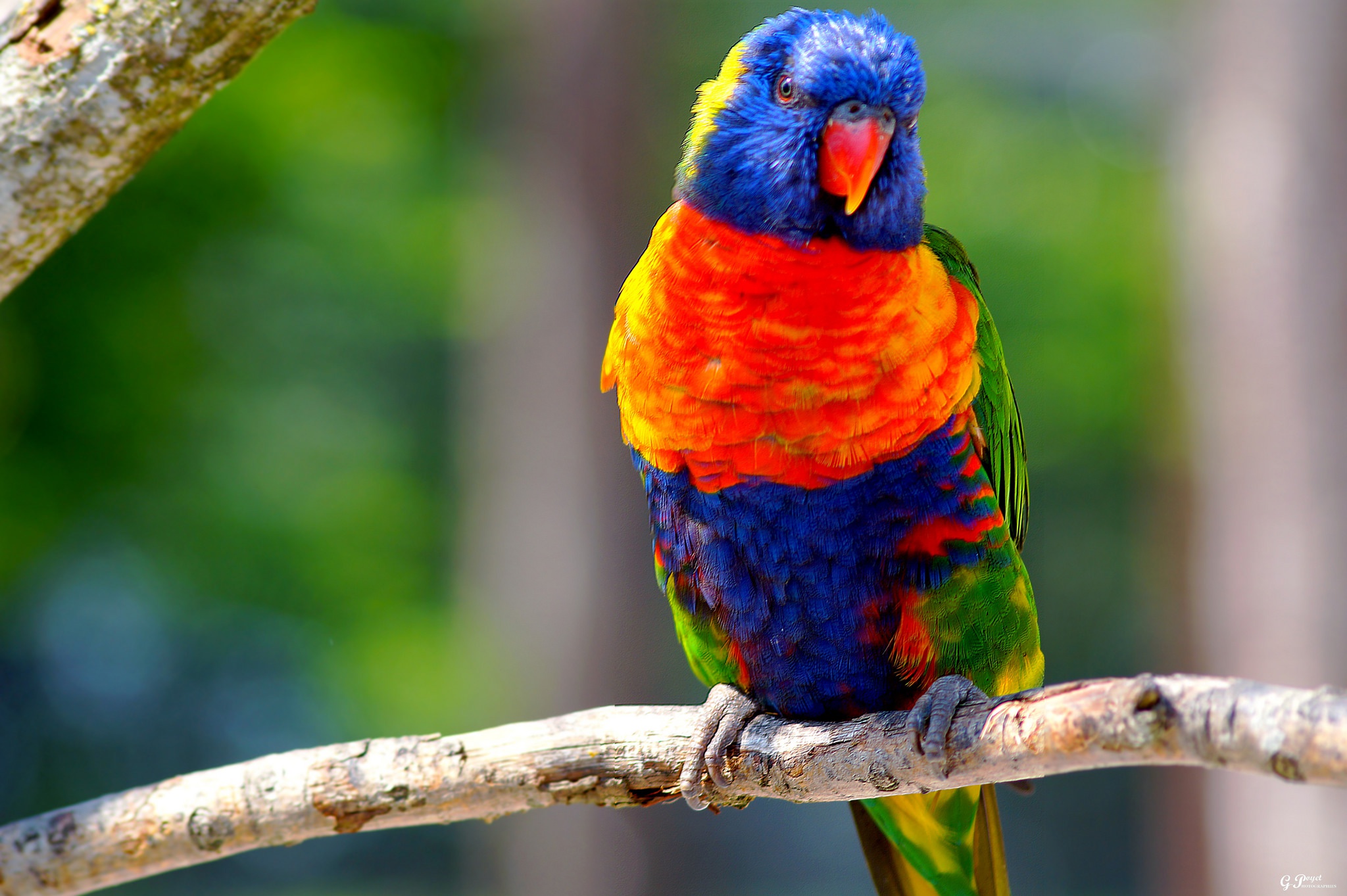 Bird Parrot Rainbow Lorikeet Wildlife 2048x1363