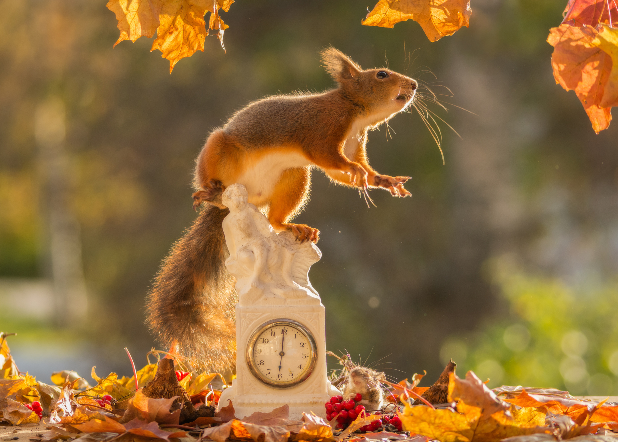 Clock Fall Rodent Squirrel Wildlife 2048x1463