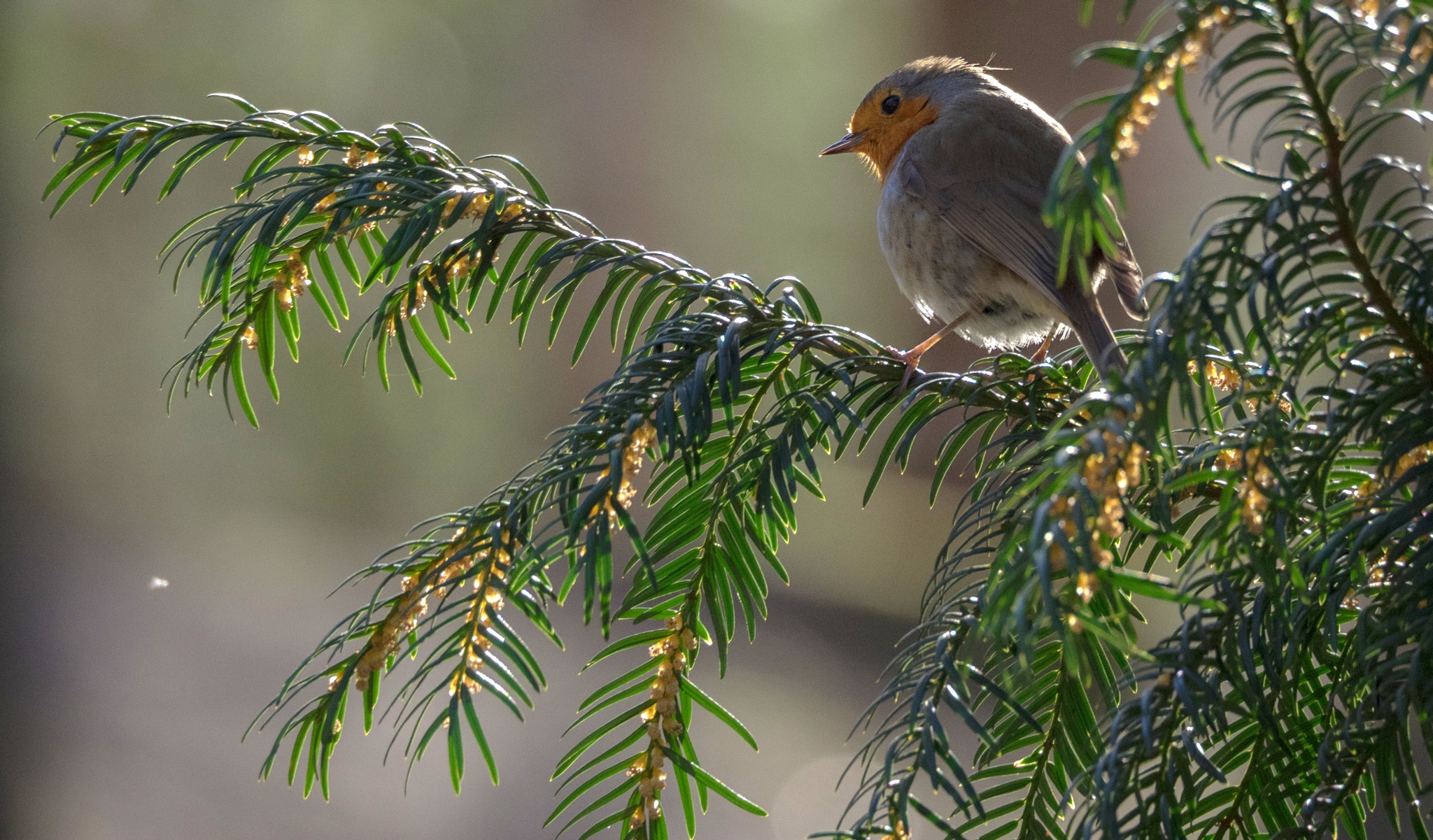 Bird Branch Robin Wildlife 2048x1201