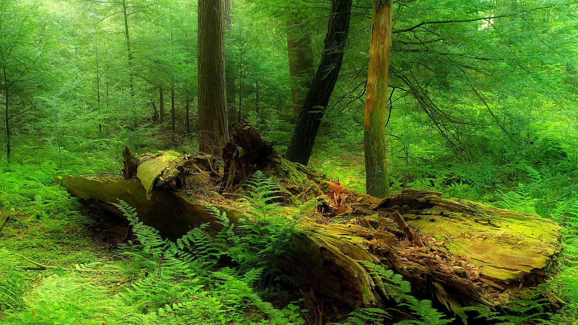 Dead Tree Earth Forest Green Rainforest Tree 1920x1080