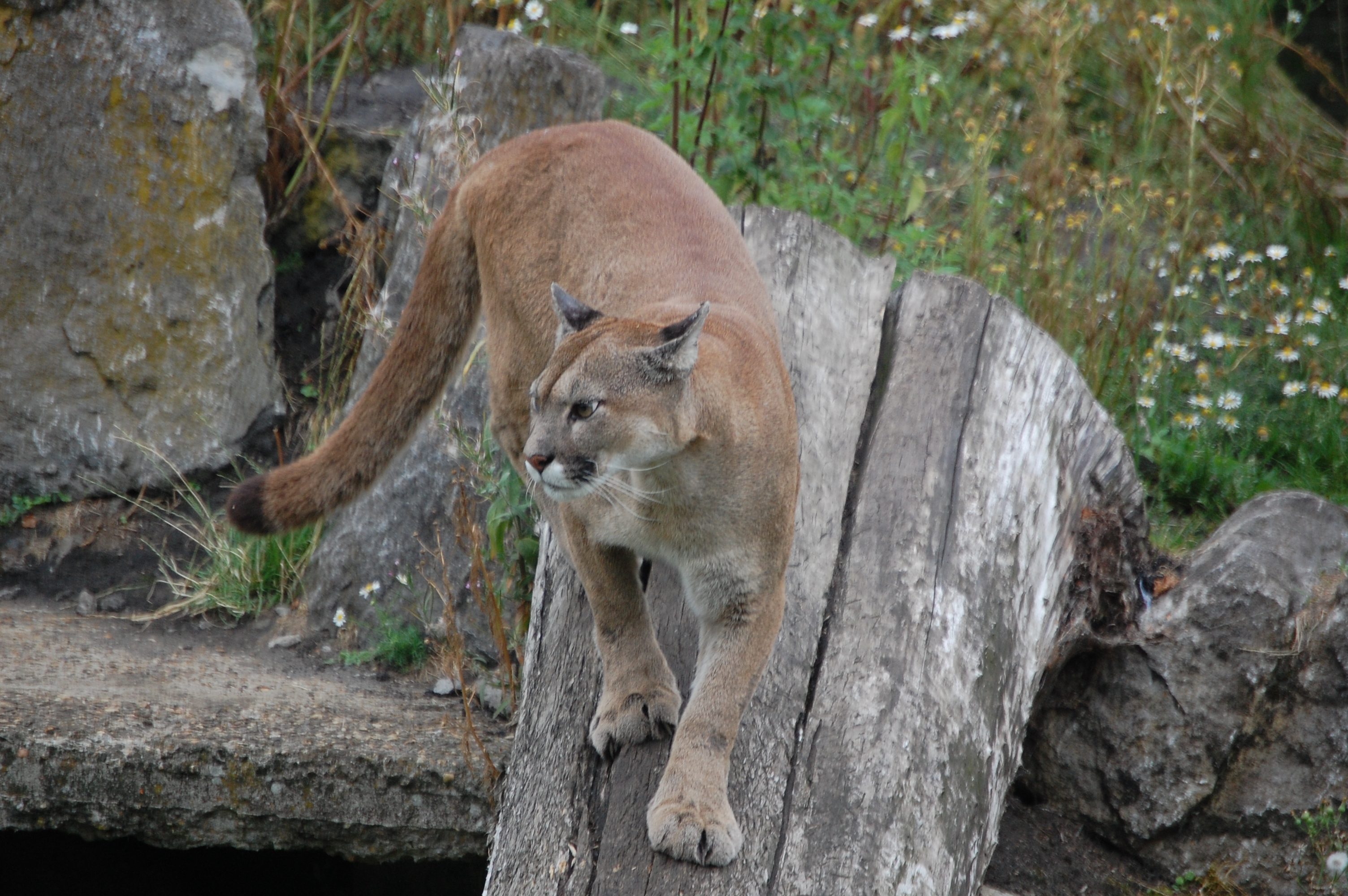 Animal Cougar 3008x2000