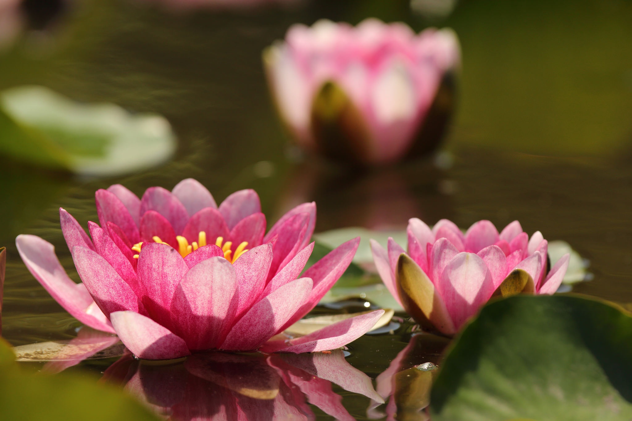 Flower Nature Pink Flower Water Lily 2048x1365