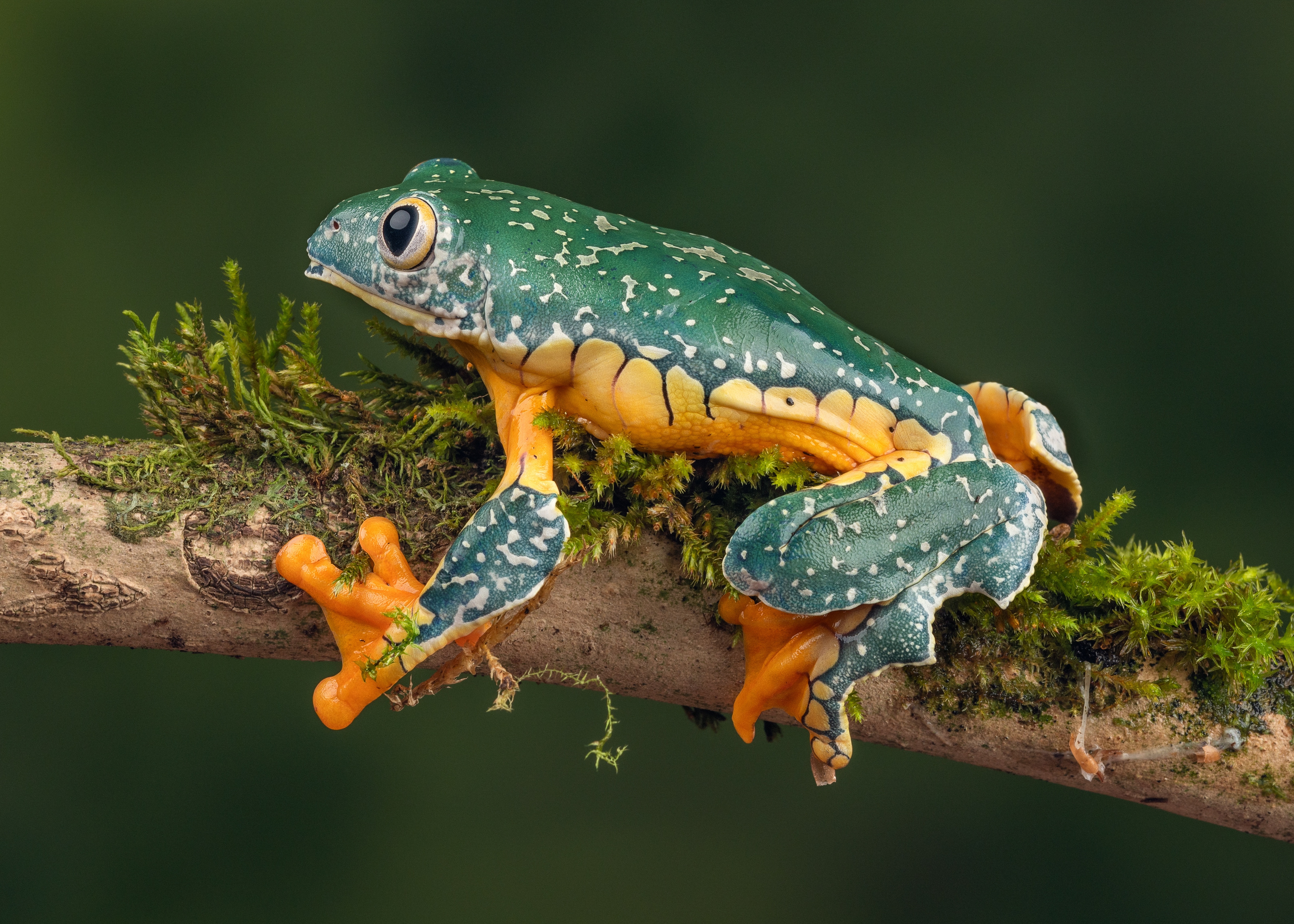 Amphibian Frog Tree Frog Wildlife 4763x3402