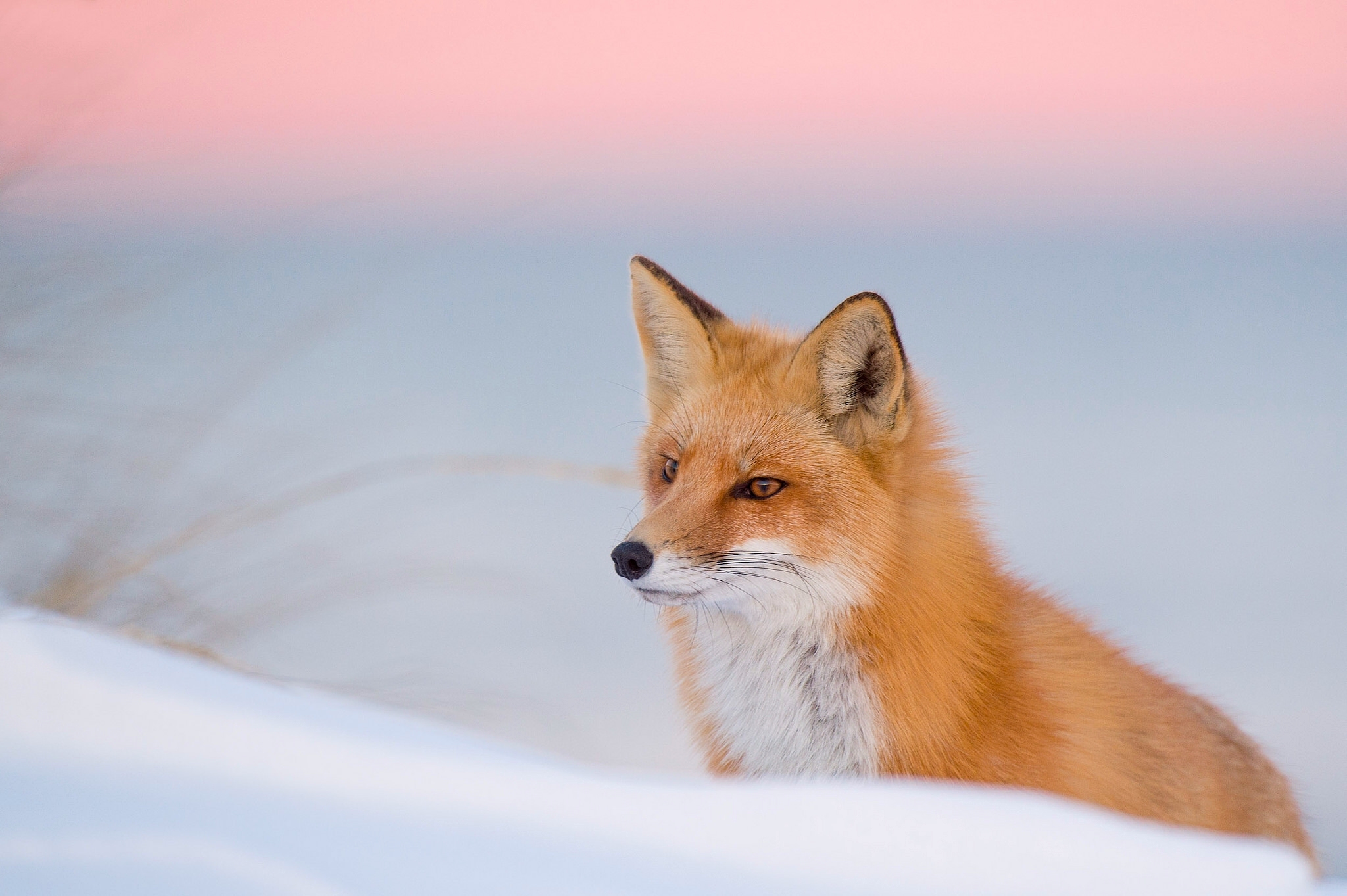 Fox Red Fox Wildlife Winter 2048x1363