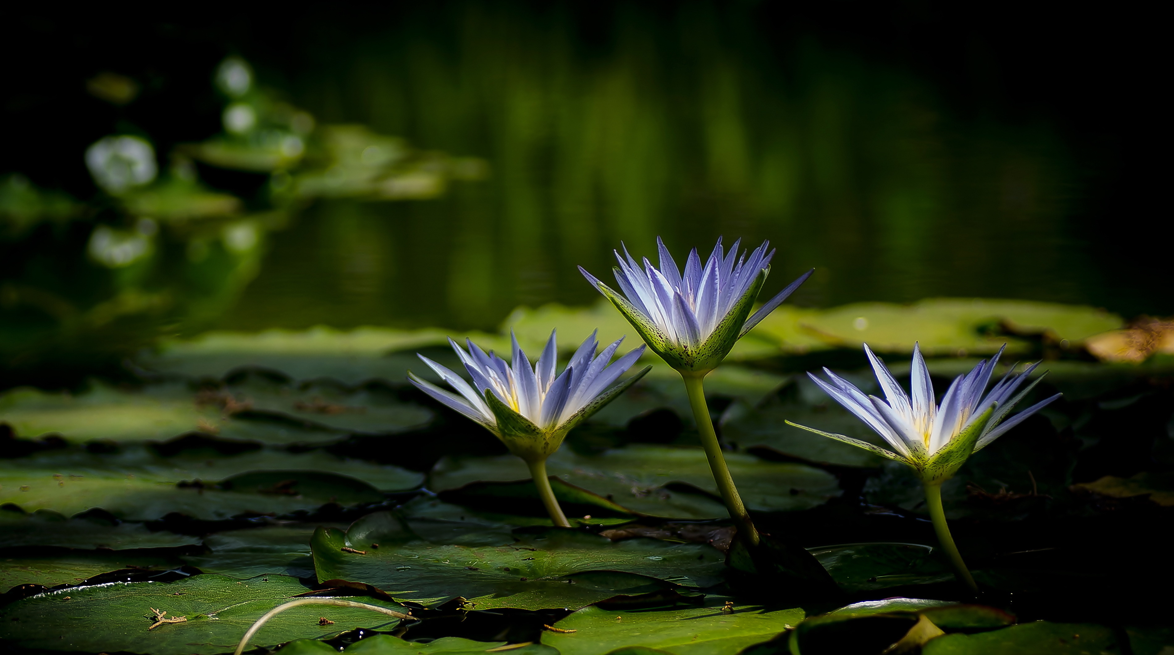 Flower Nature Water Water Lily 3801x2121
