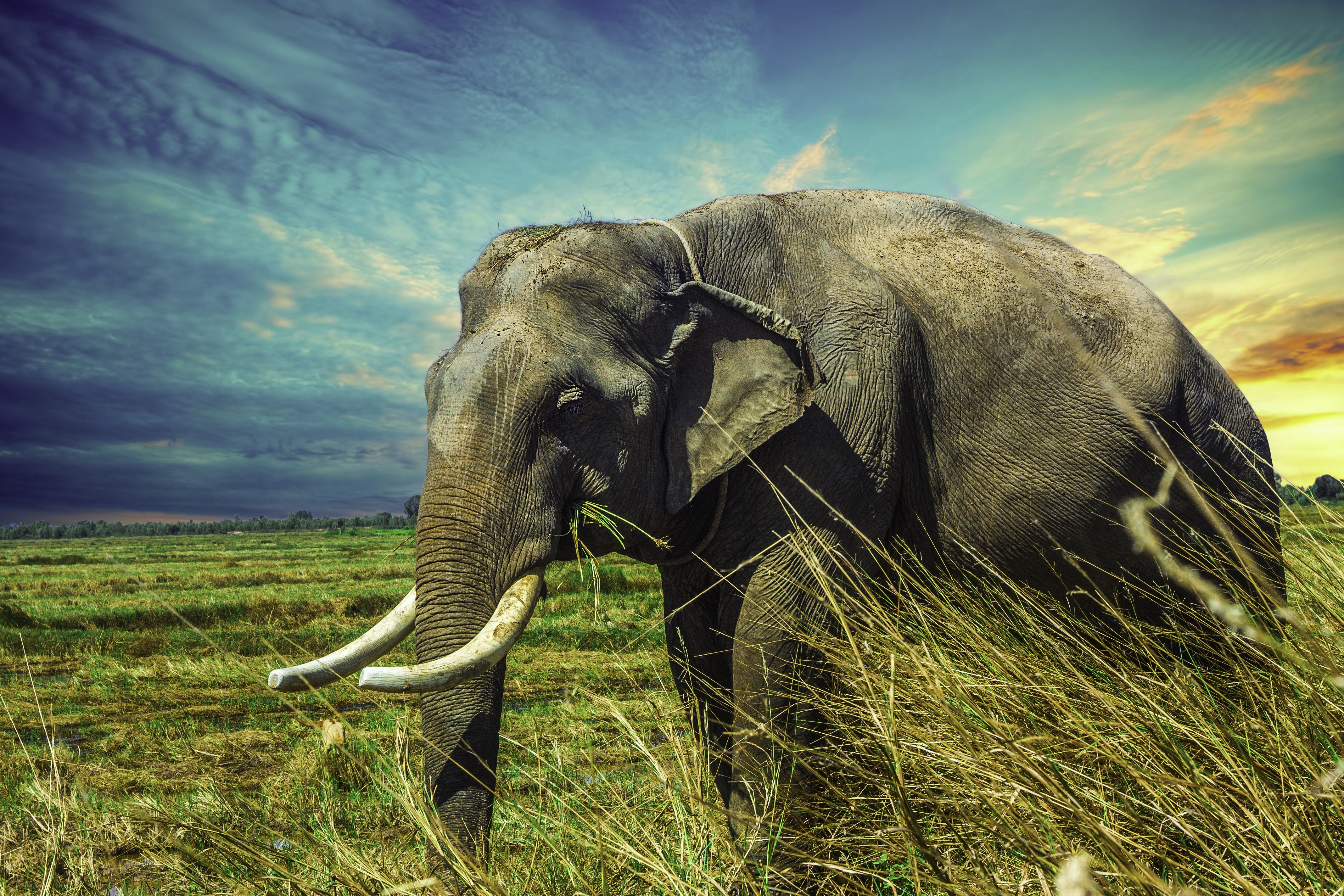 Elephant Thailand Wildlife 4272x2848