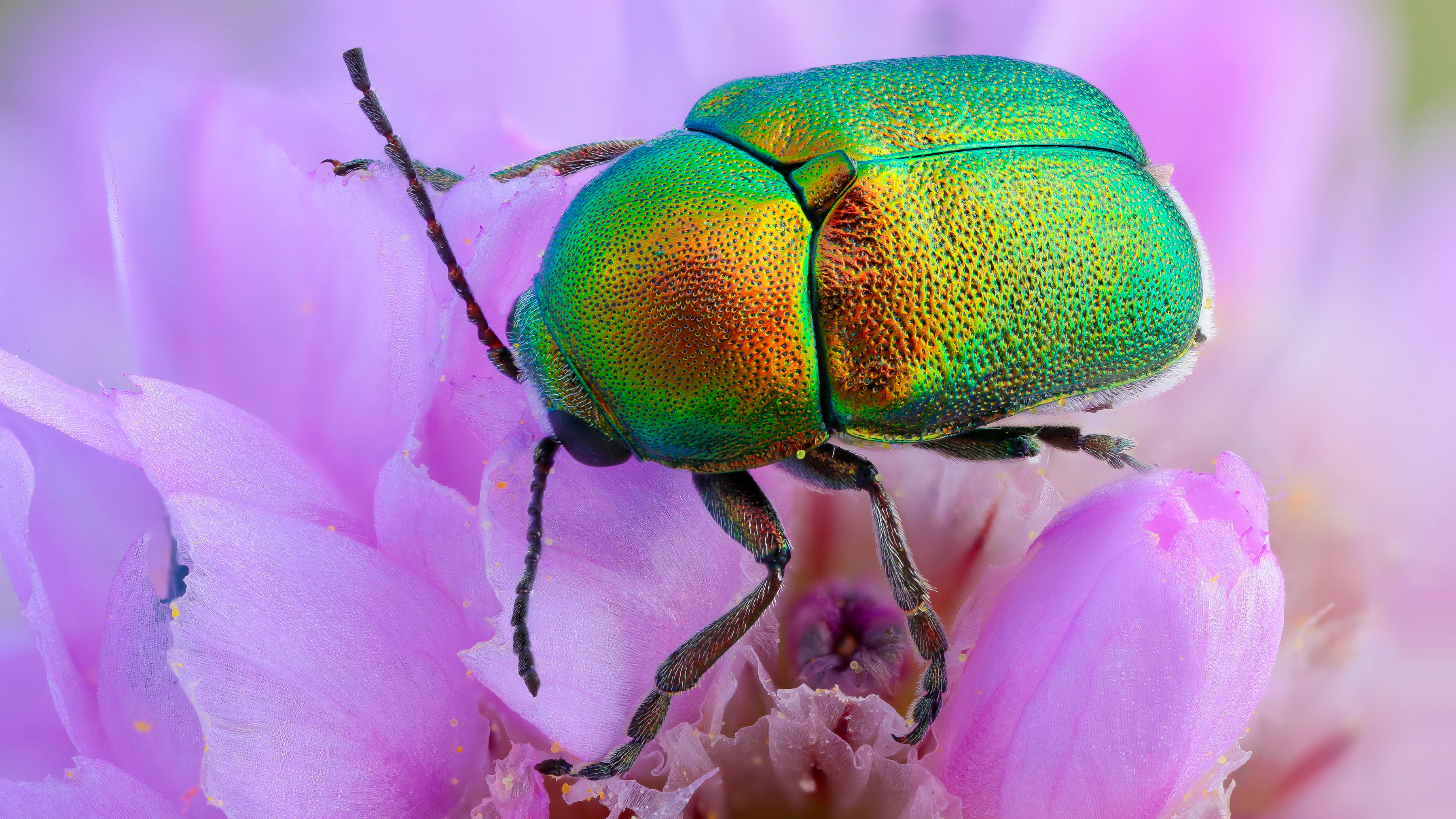 Beetle Flower Insect Pink Flower 3600x2025