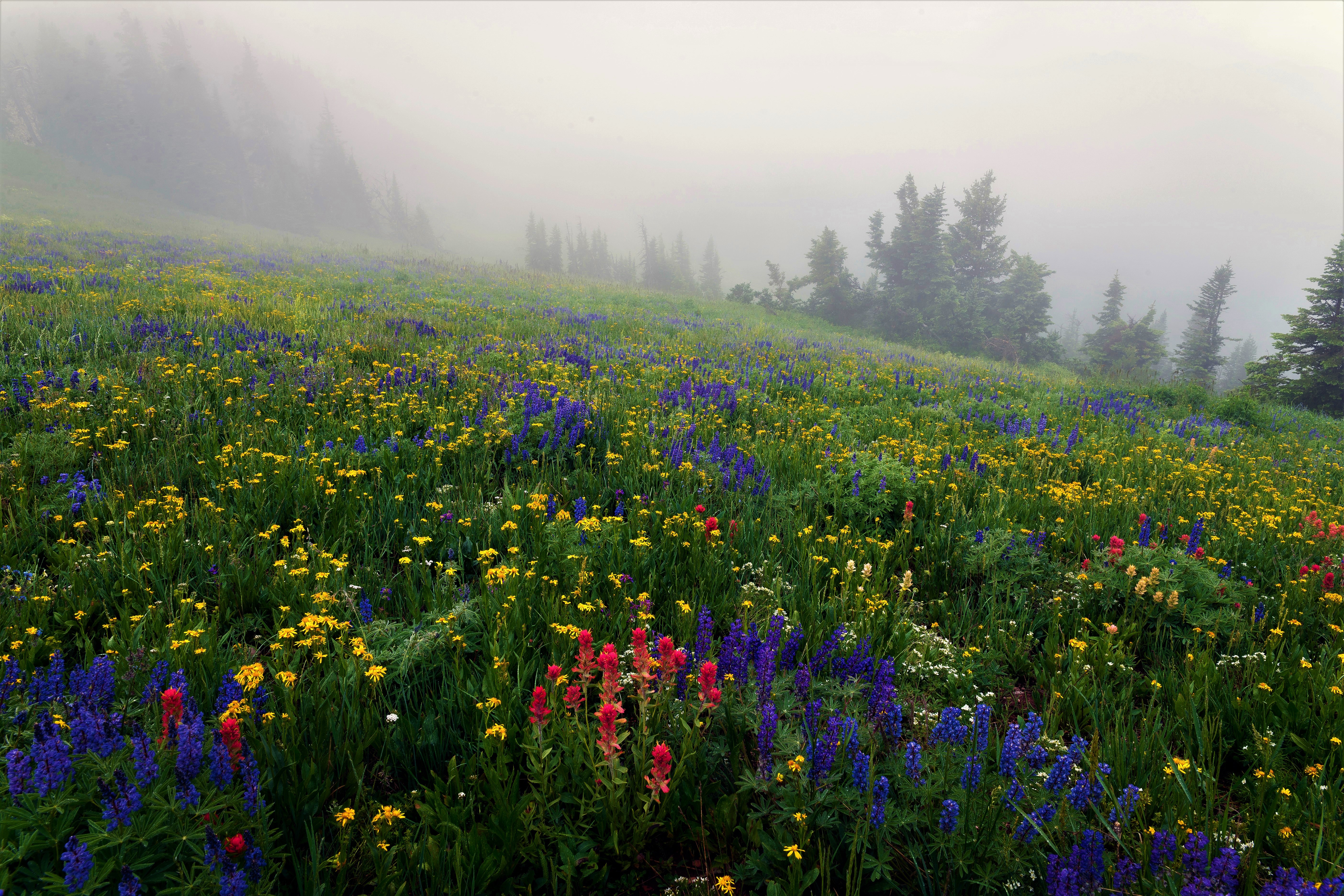 Colorful Earth Flower Fog Meadow Spring 5616x3744