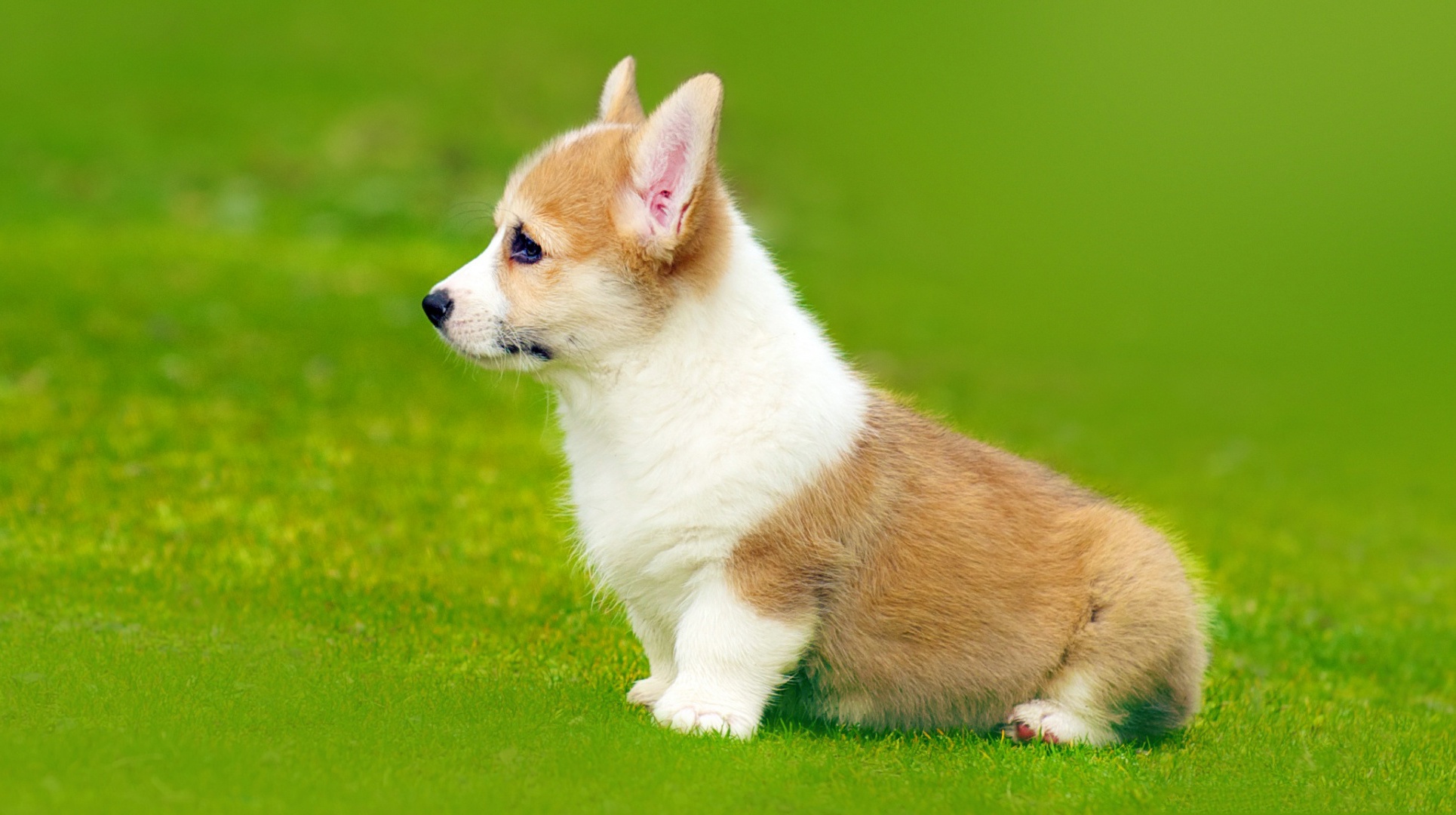 Baby Animal Corgi Dog Pet Puppy 1930x1080