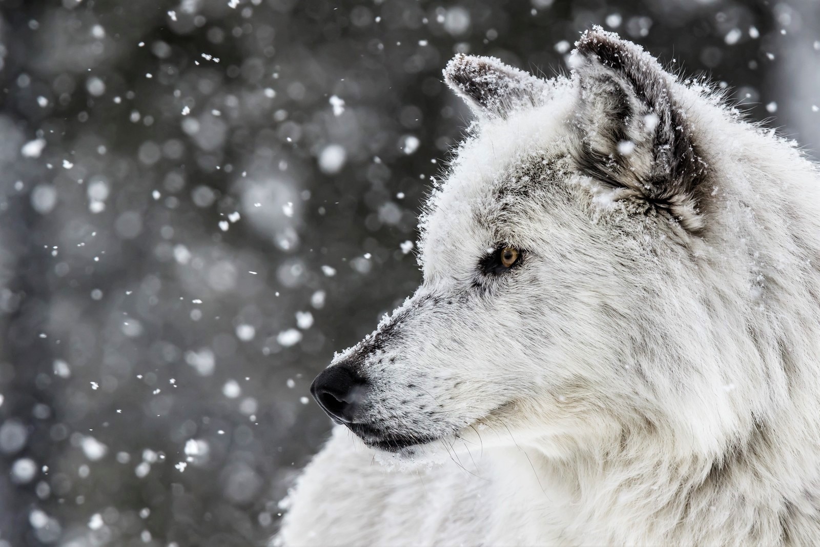 Snowfall White Wolf Wildlife Winter Wolf Predator Animal 1600x1067