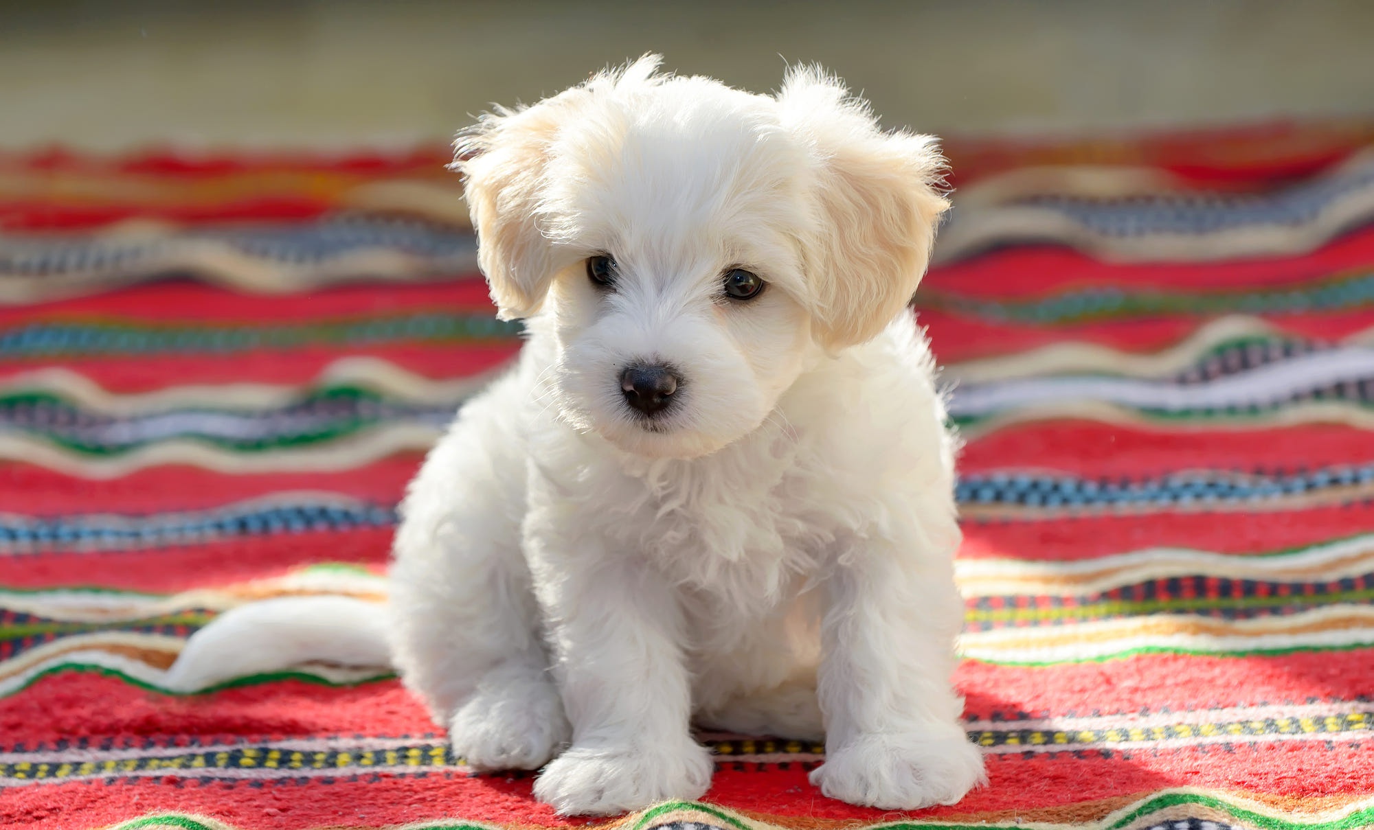 Baby Animal Dog Maltese Pet Puppy 2000x1209