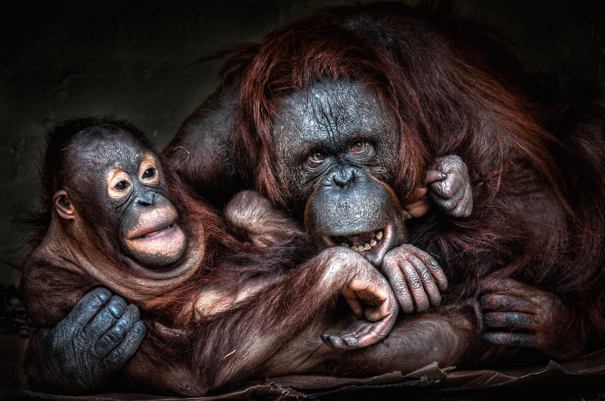Baby Animal Monkey Orangutan Primate Wildlife 2000x1327