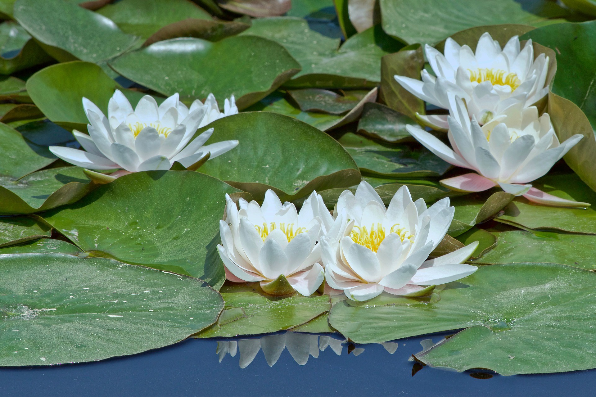 Flower Nature Water Lily White Flower 1920x1279