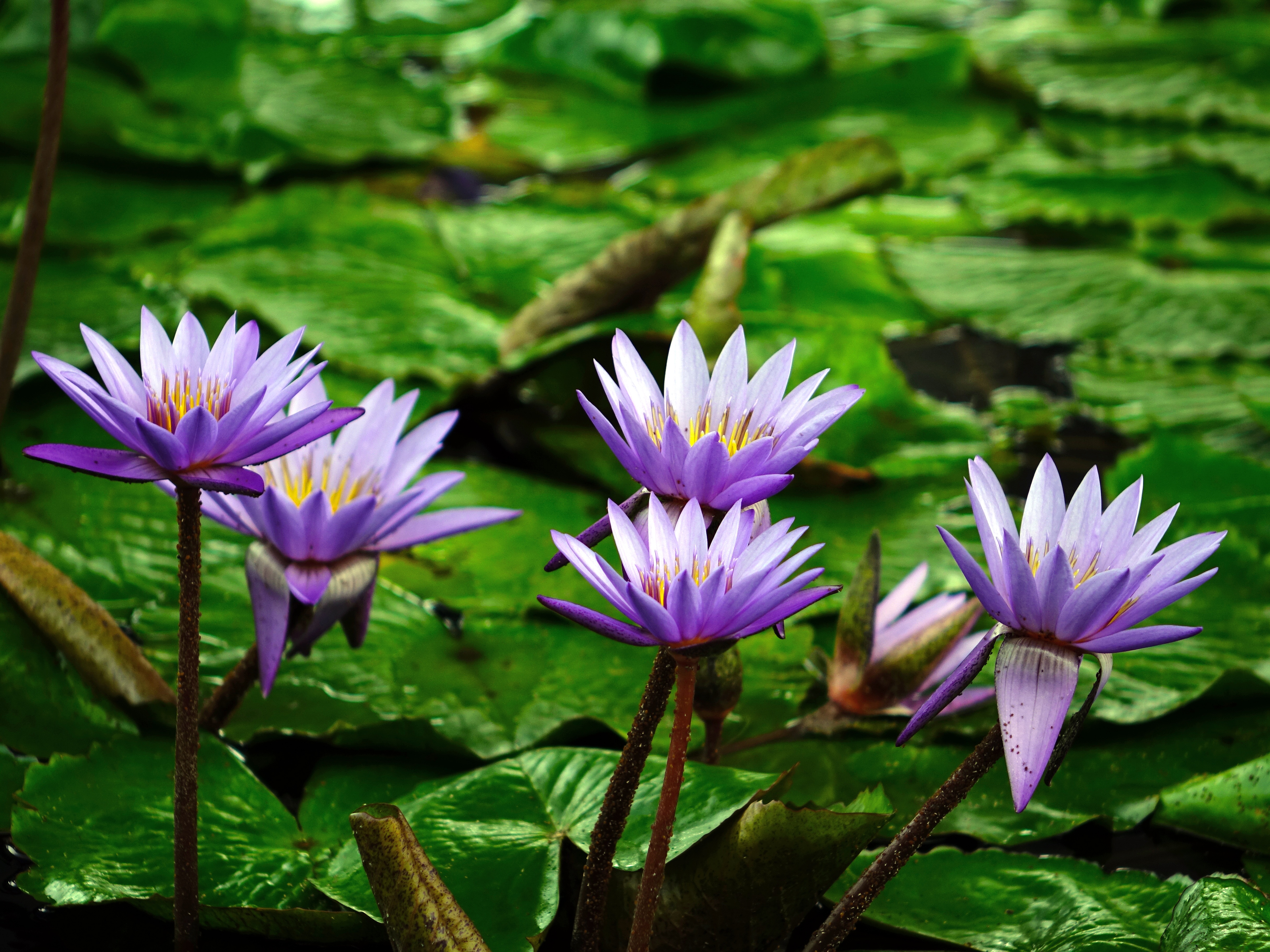 Earth Flower Lily Pad Pond Purple Flower Water Lily 4864x3648