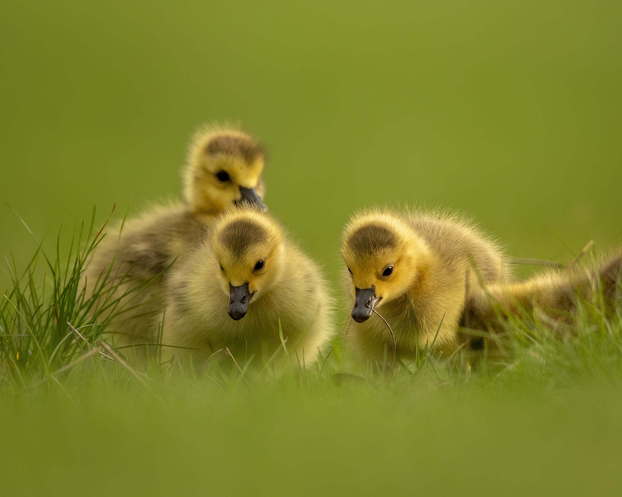 Baby Animal Bird Duck Duckling 2048x1638