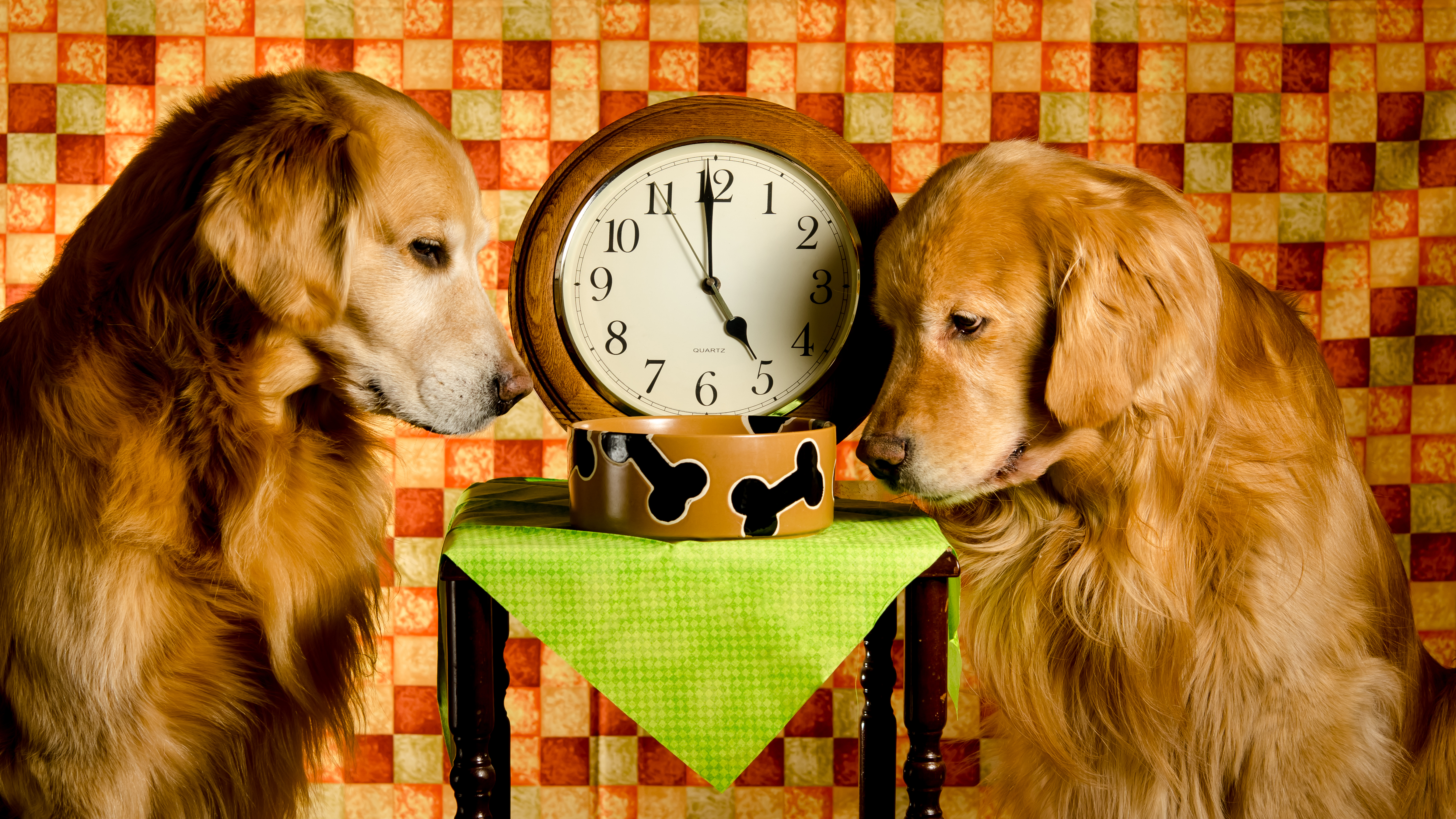 Clock Dog Golden Retriever Pet 4784x2691