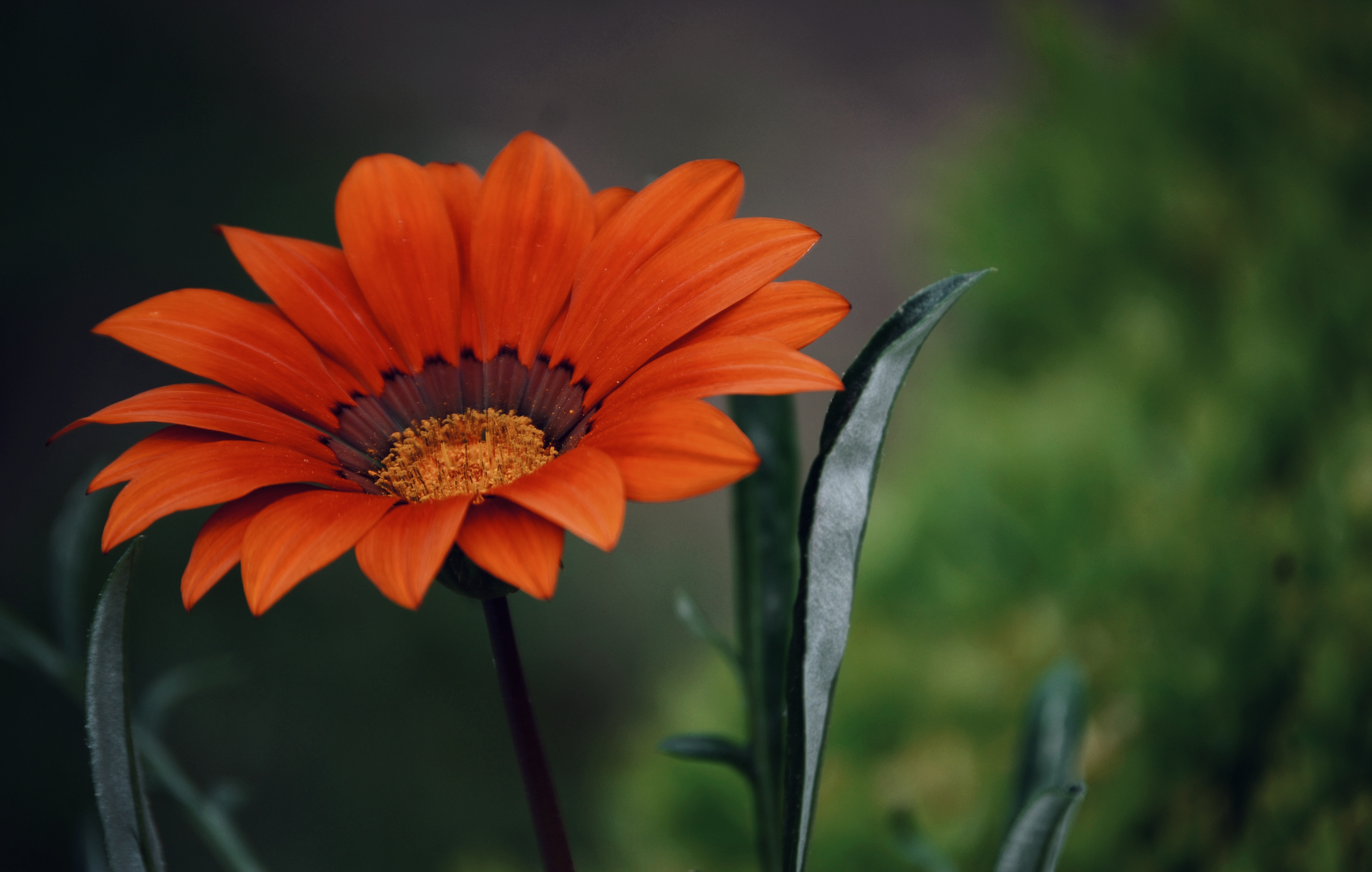 Close Up Daisy Flower Macro Orange Flower 4608x2928