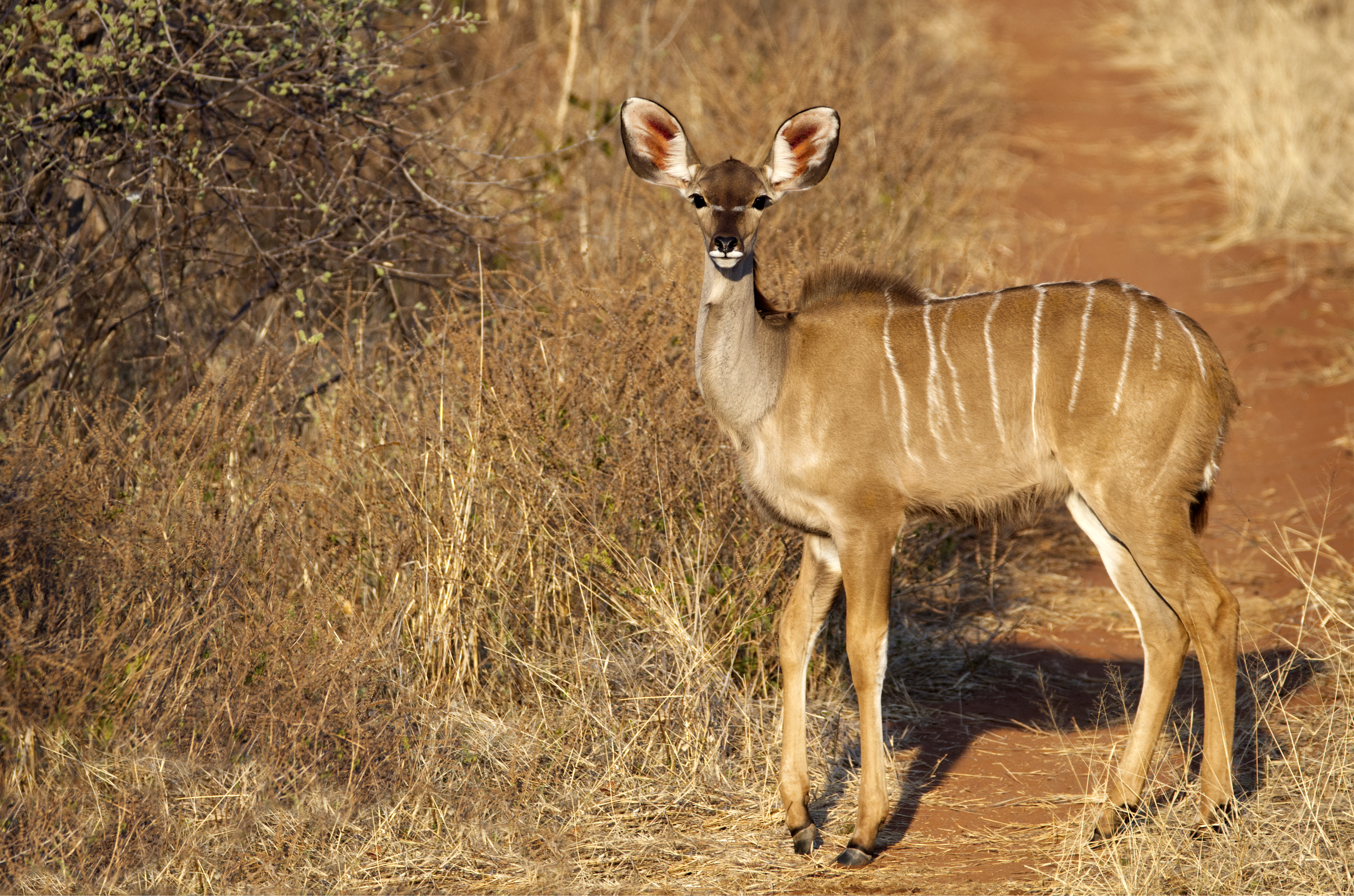 Africa Antelope Wildlife 4868x3222