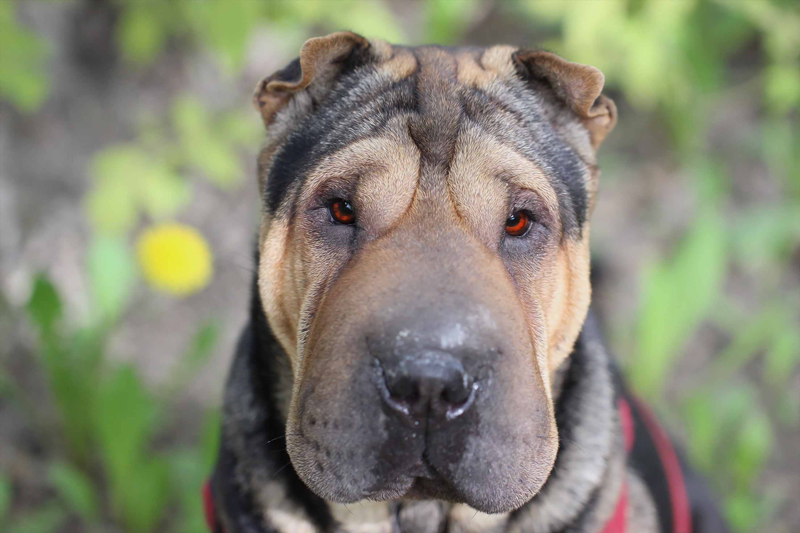 Shar Pei 2592x1728