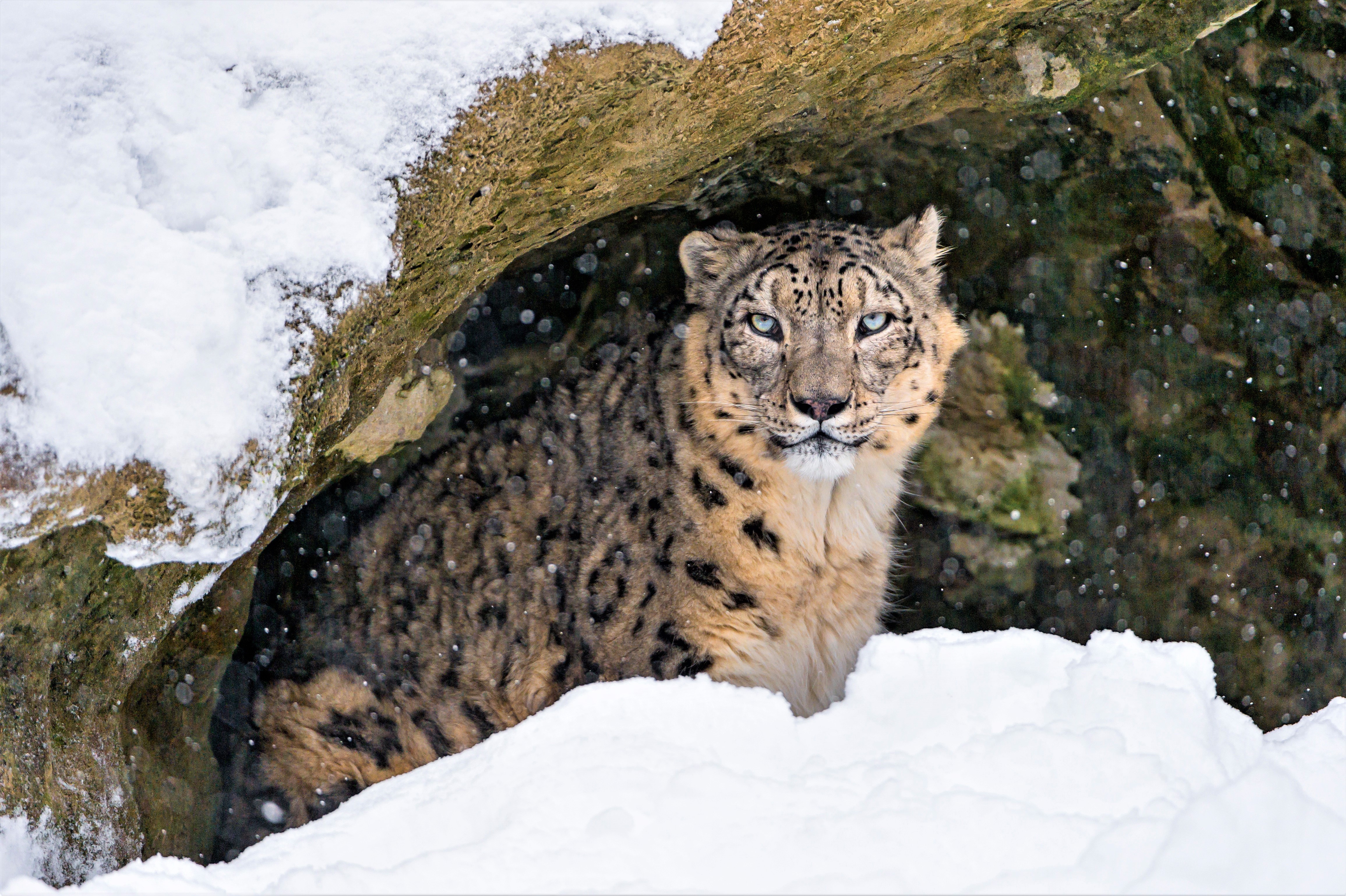 Animal Big Cat Cave Snow Snow Leopard Wildlife Winter 4621x3076