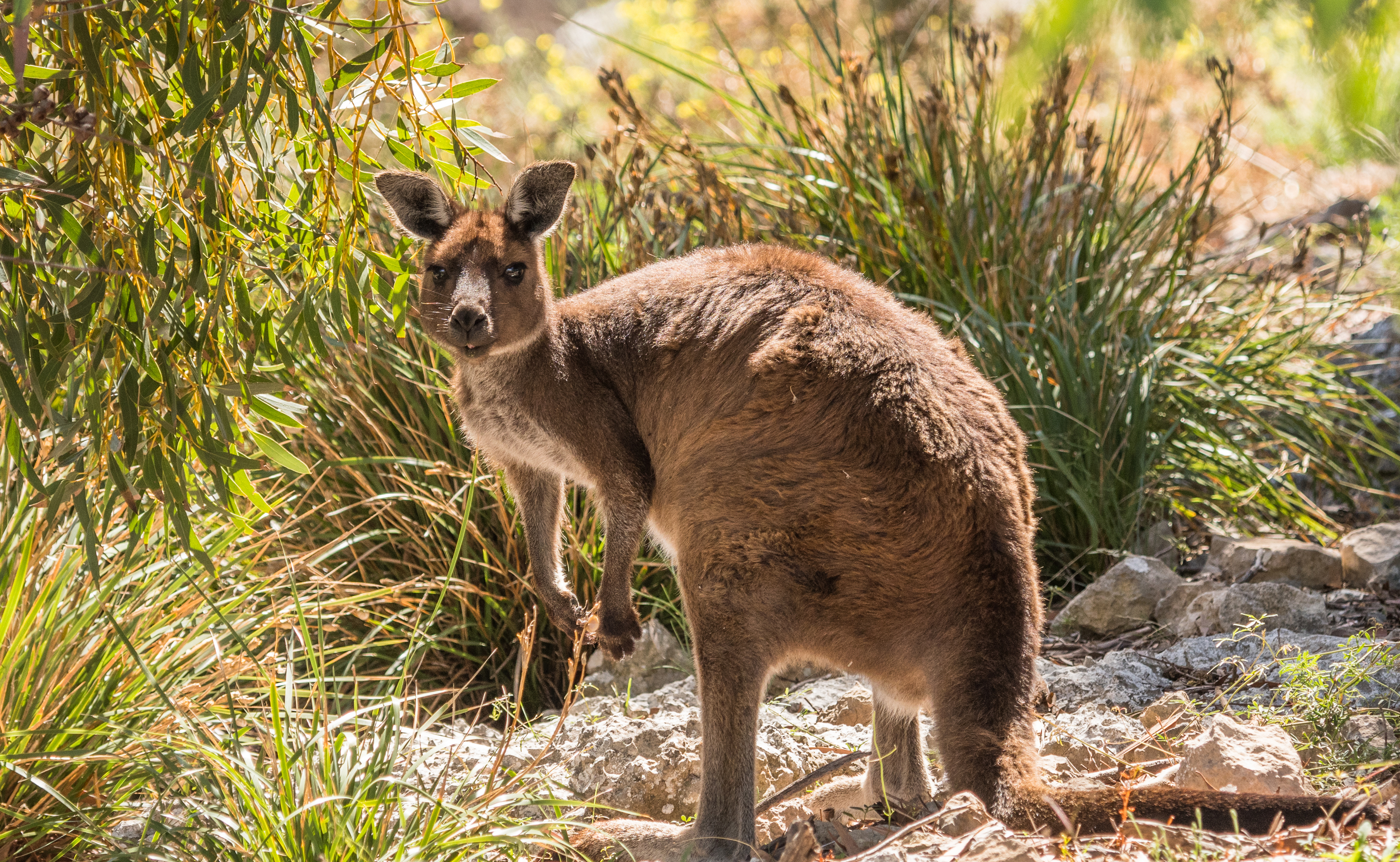 Kangaroo Wildlife 3250x2000