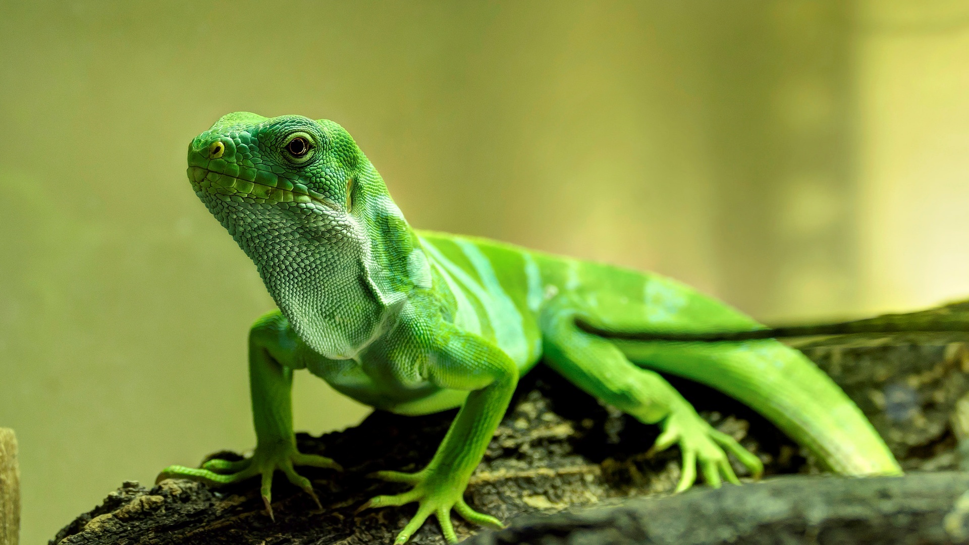 Green Lizard Reptile Wildlife 1920x1080