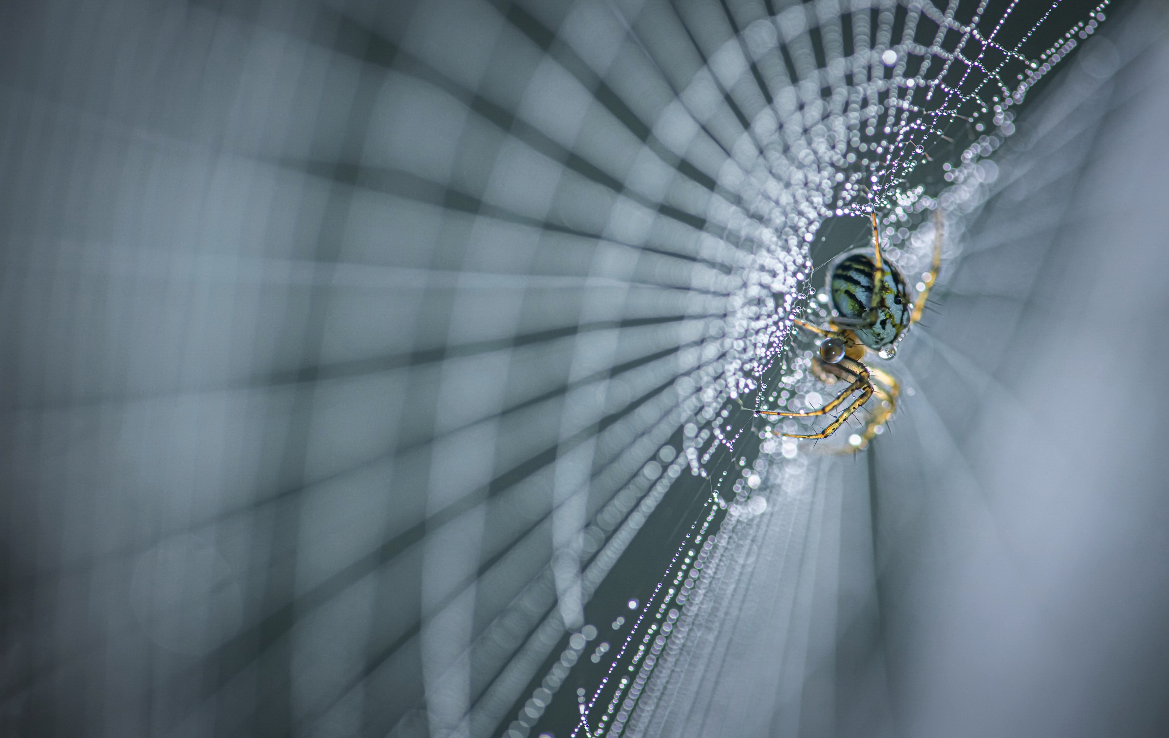 Arachnid Macro Spider Spider Web 2400x1517