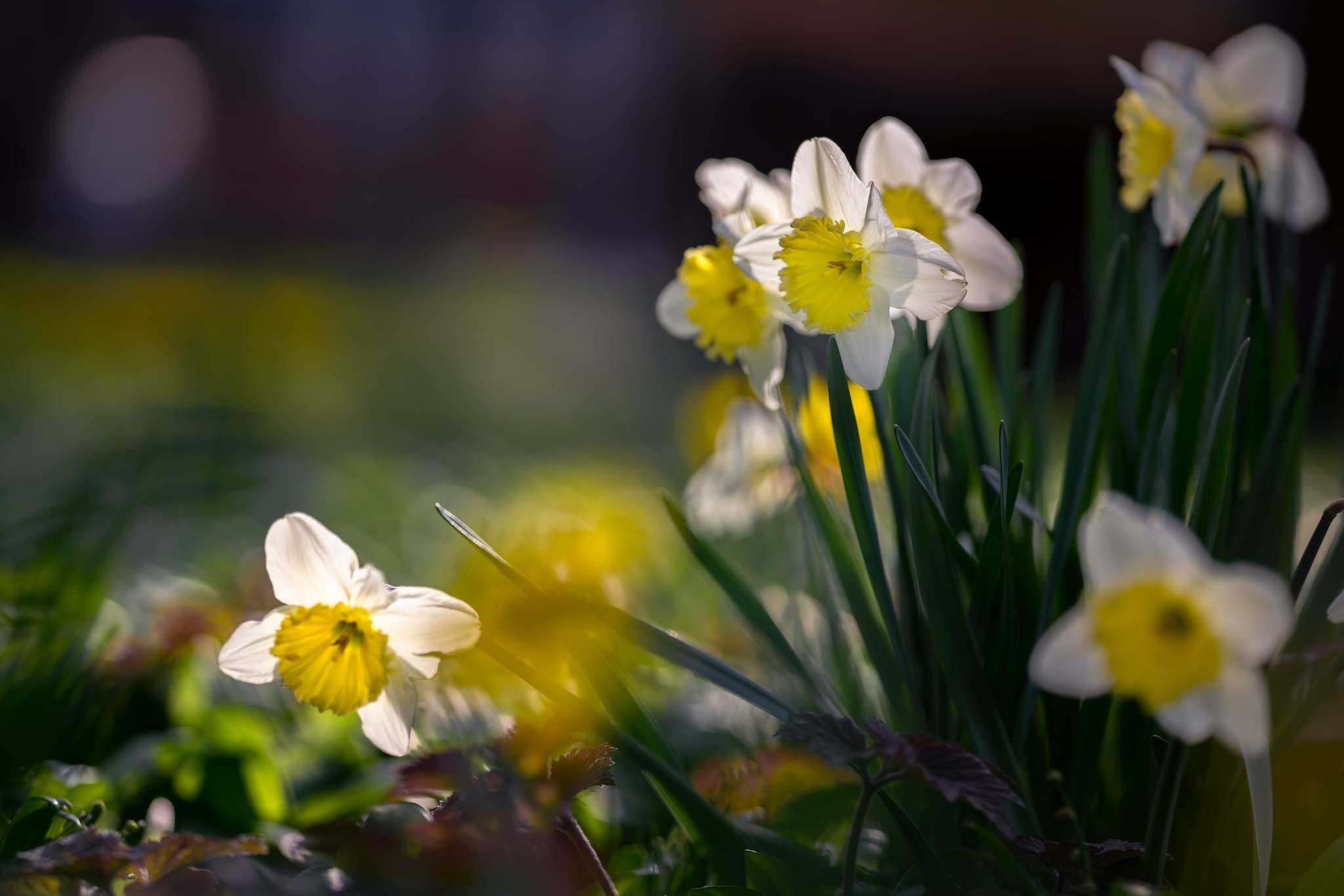 Close Up Daffodil Flower Nature White Flower 2048x1365