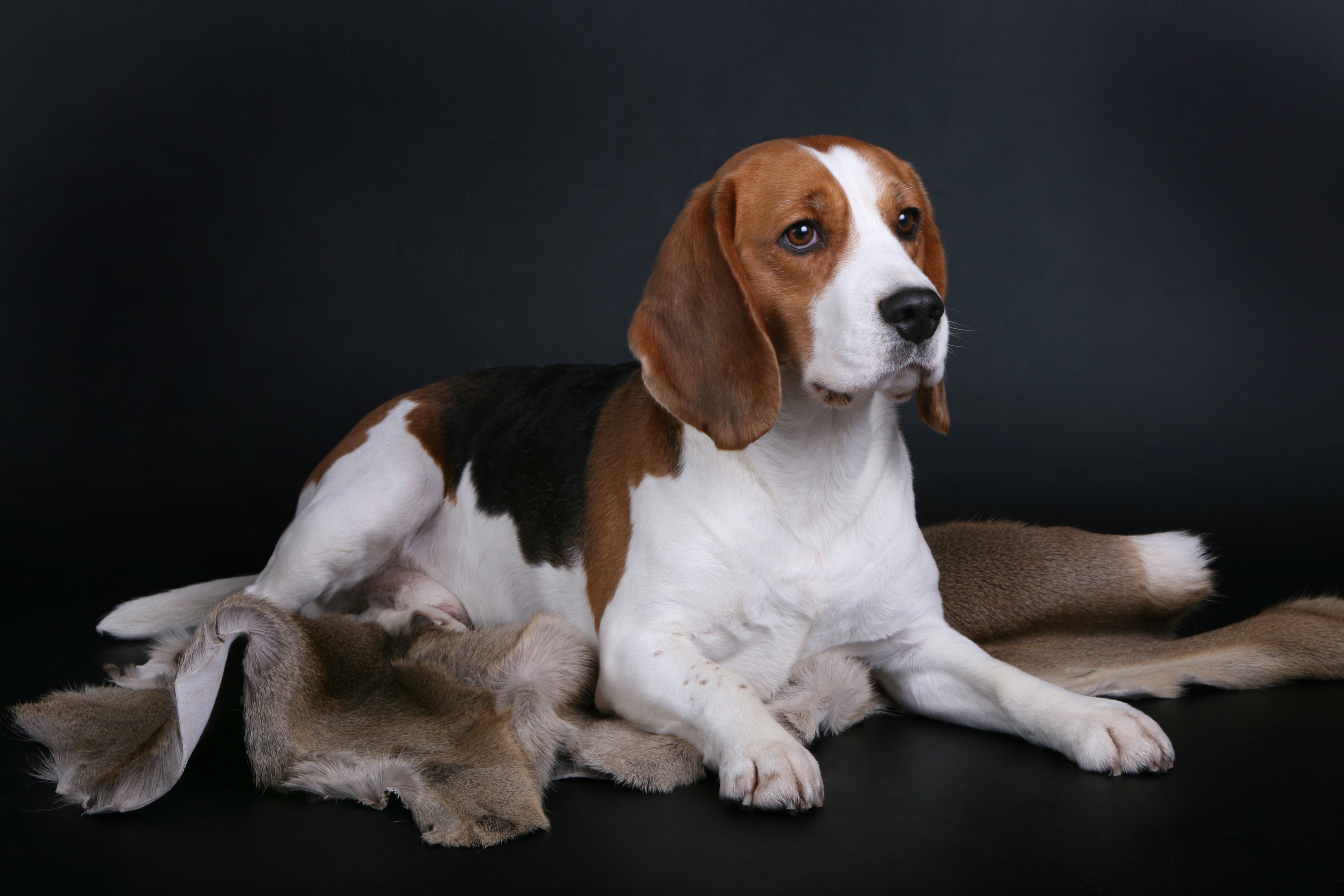 Beagle Dog Pet 3000x2000