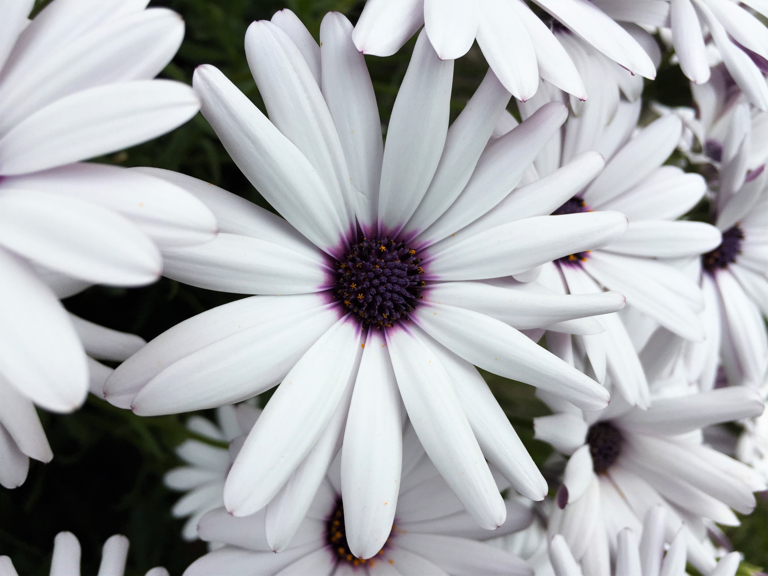 Daisy Earth Flower White Flower 3264x2448