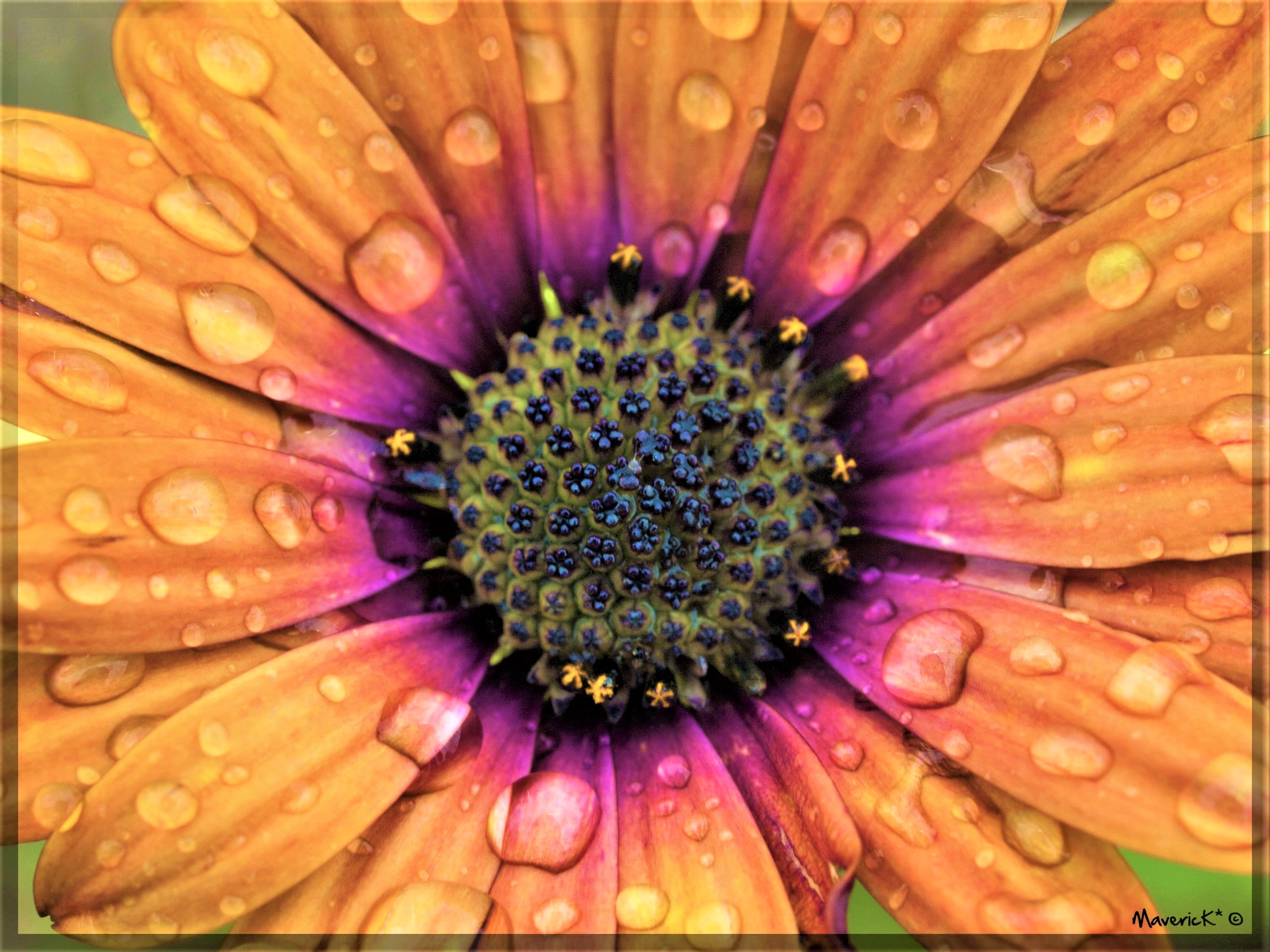 Close Up Daisy Earth Flower Orange Flower Water Drop 2667x2000