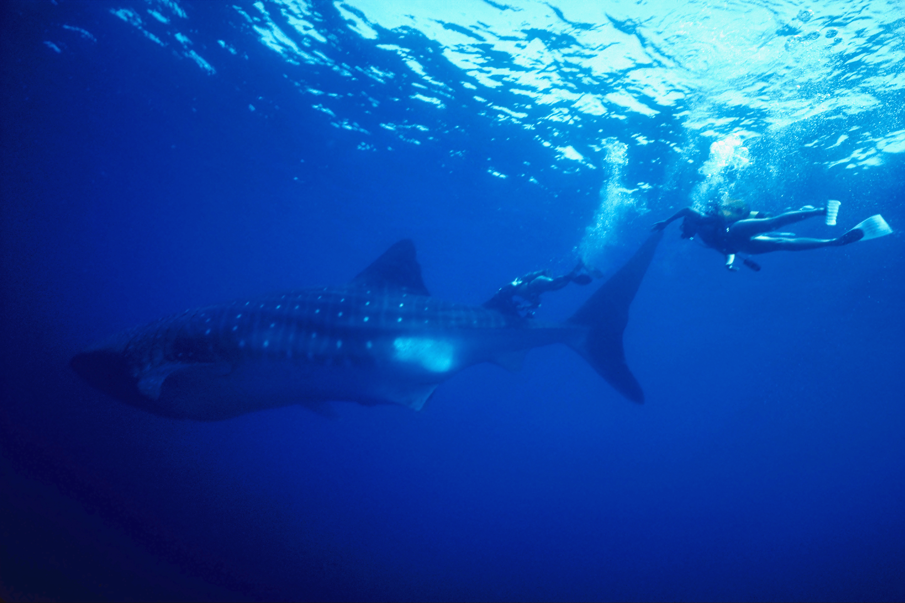 Animal Whale Shark 3072x2048