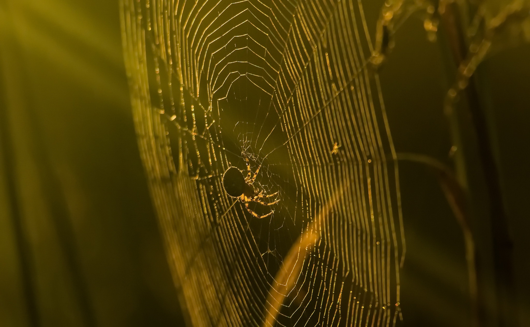 Arachnid Macro Spider Spider Web Sunny 2048x1266