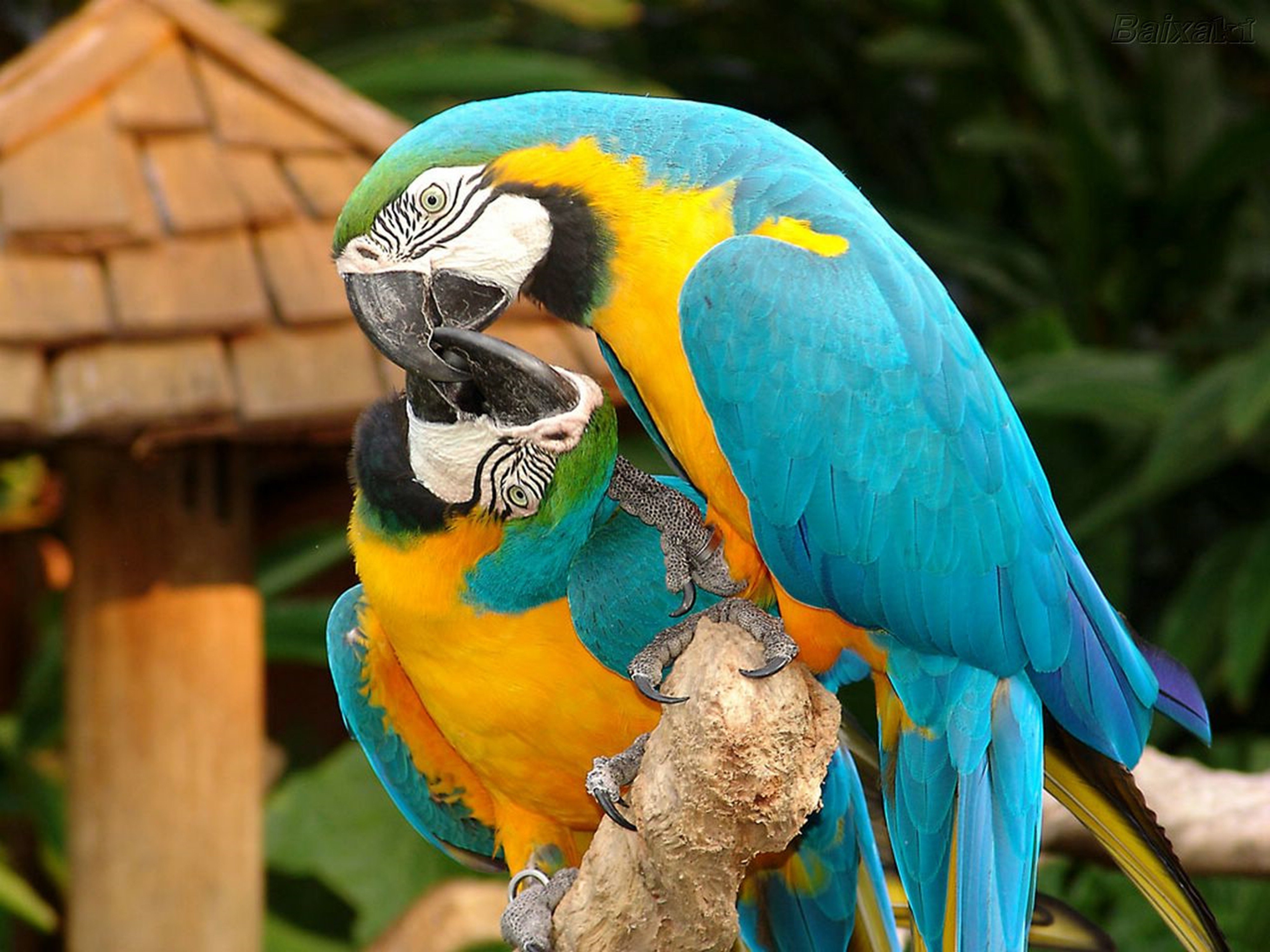 Macaw Parrot 4000x3000