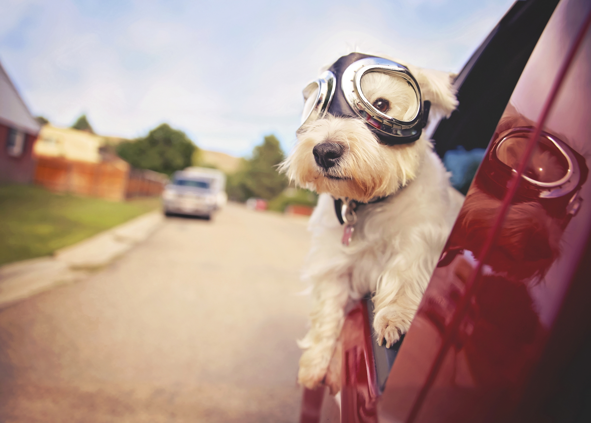 Car Dog Glasses West Highland White Terrier 1920x1373