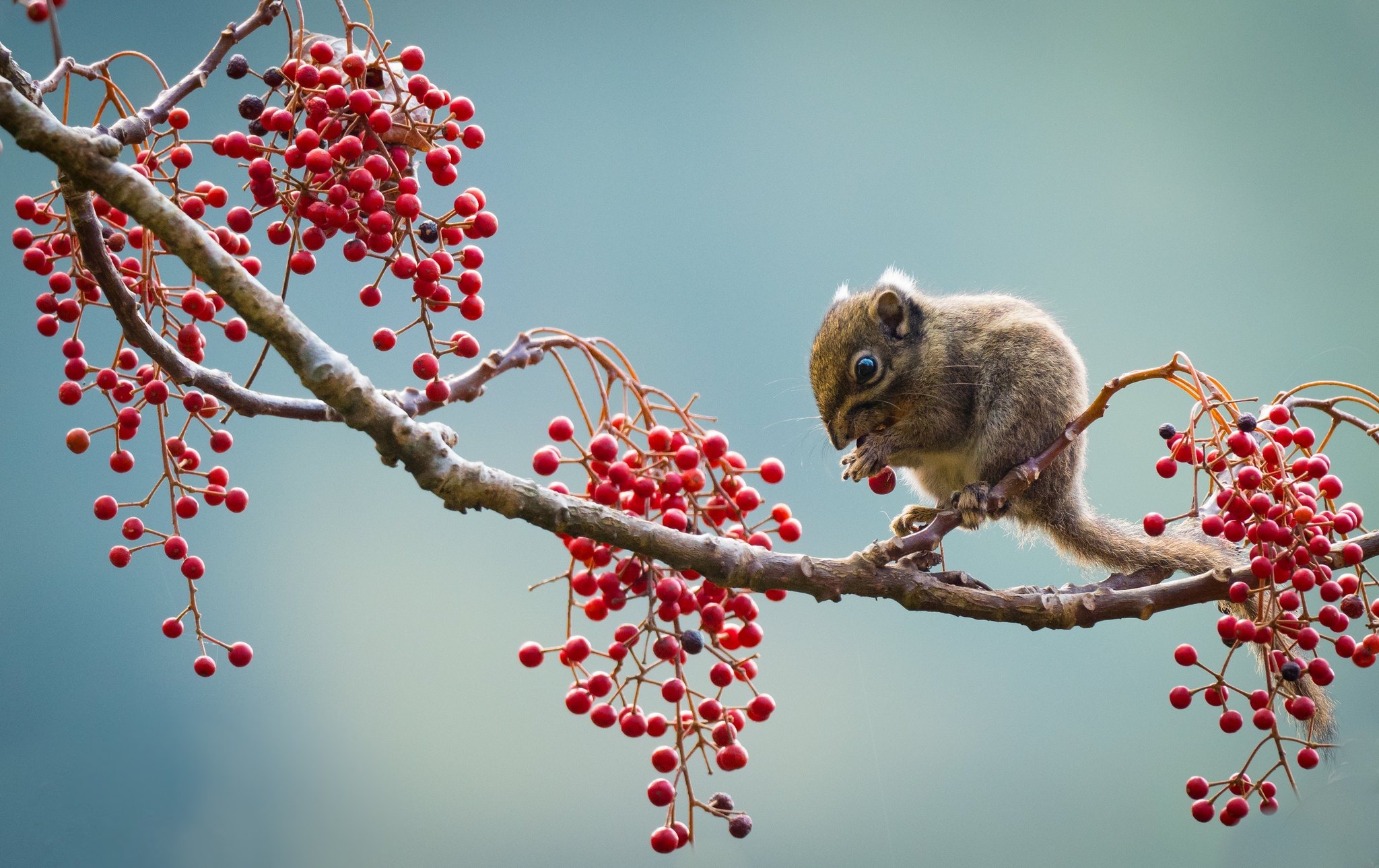 Berry Branch Eating Mouse Rodent 2048x1289