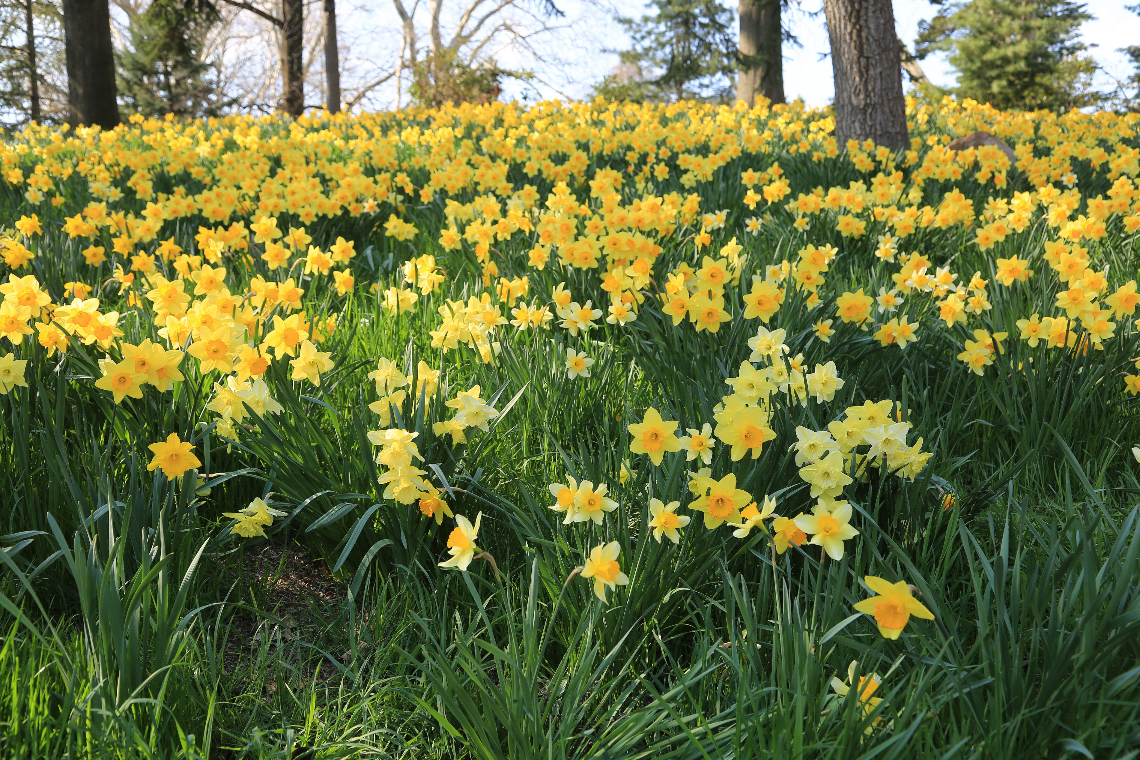 Daffodil Earth Field Flower Grass Narcissus Yellow Flower 3802x2534