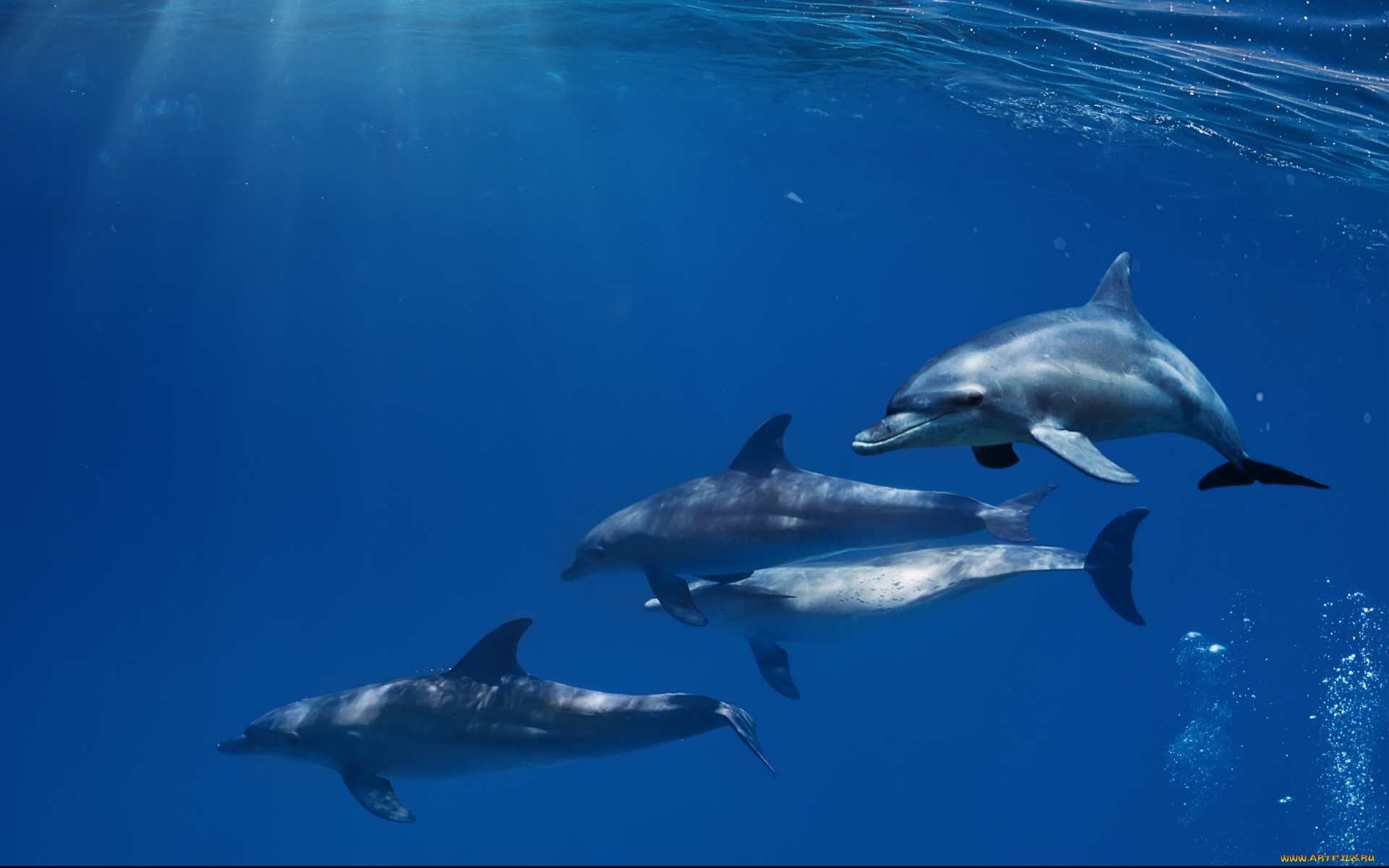 Animal Dolphin 1920x1200