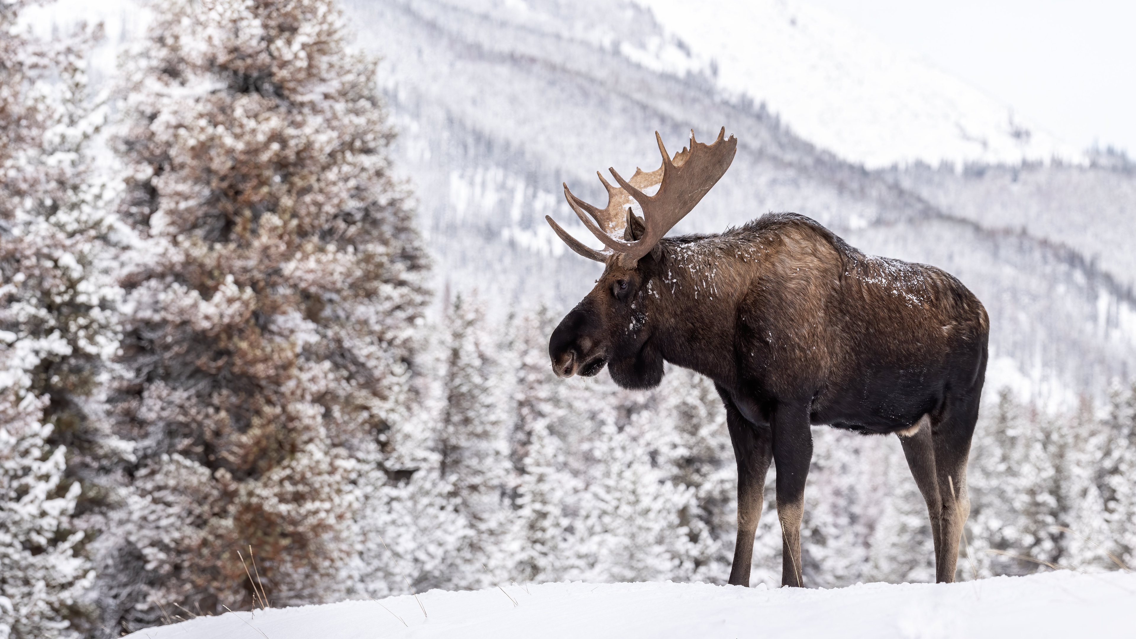 Moose Snow Wildlife Winter 3840x2160