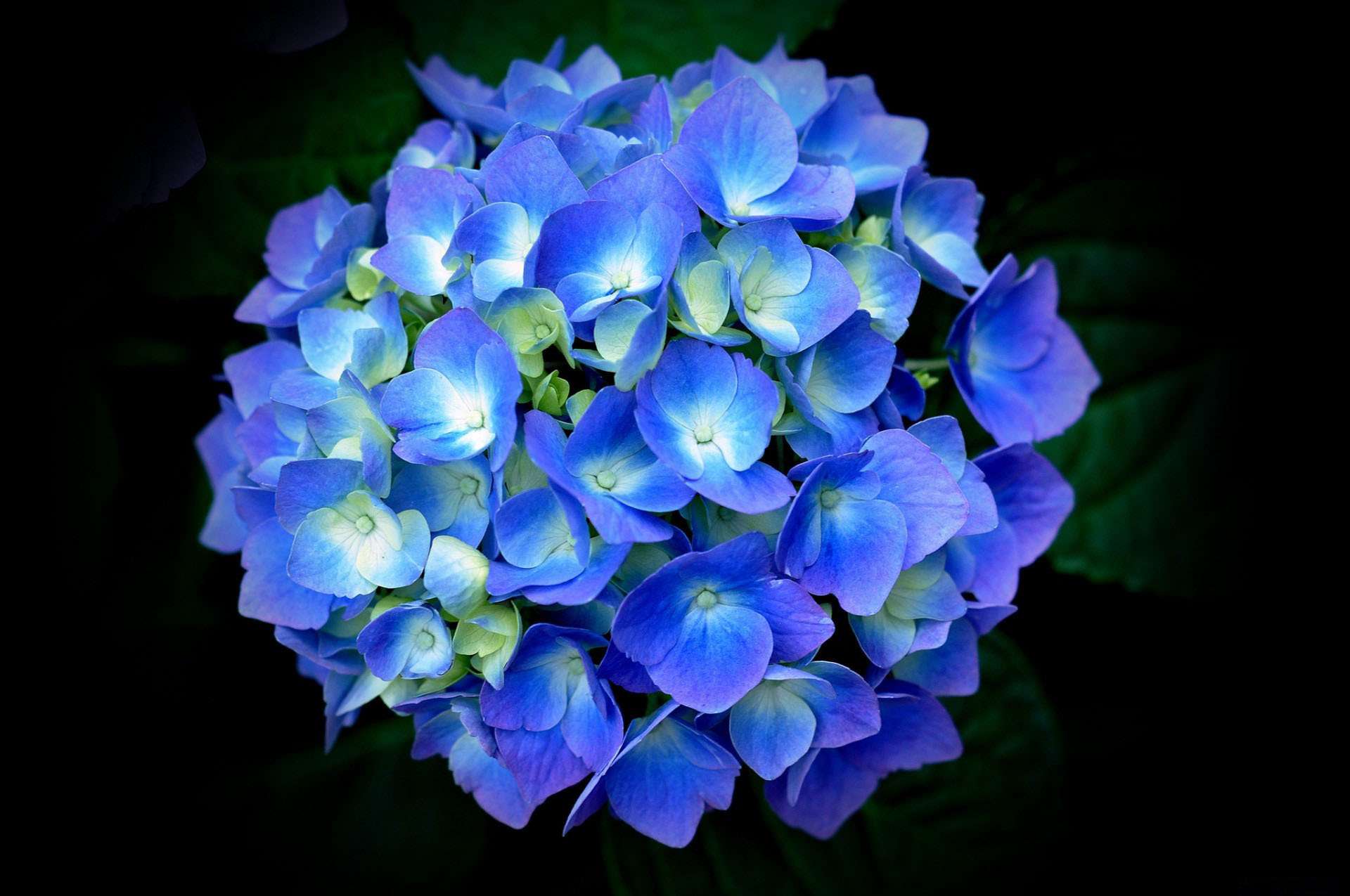 Blue Flower Earth Flower Hydrangea 1920x1275