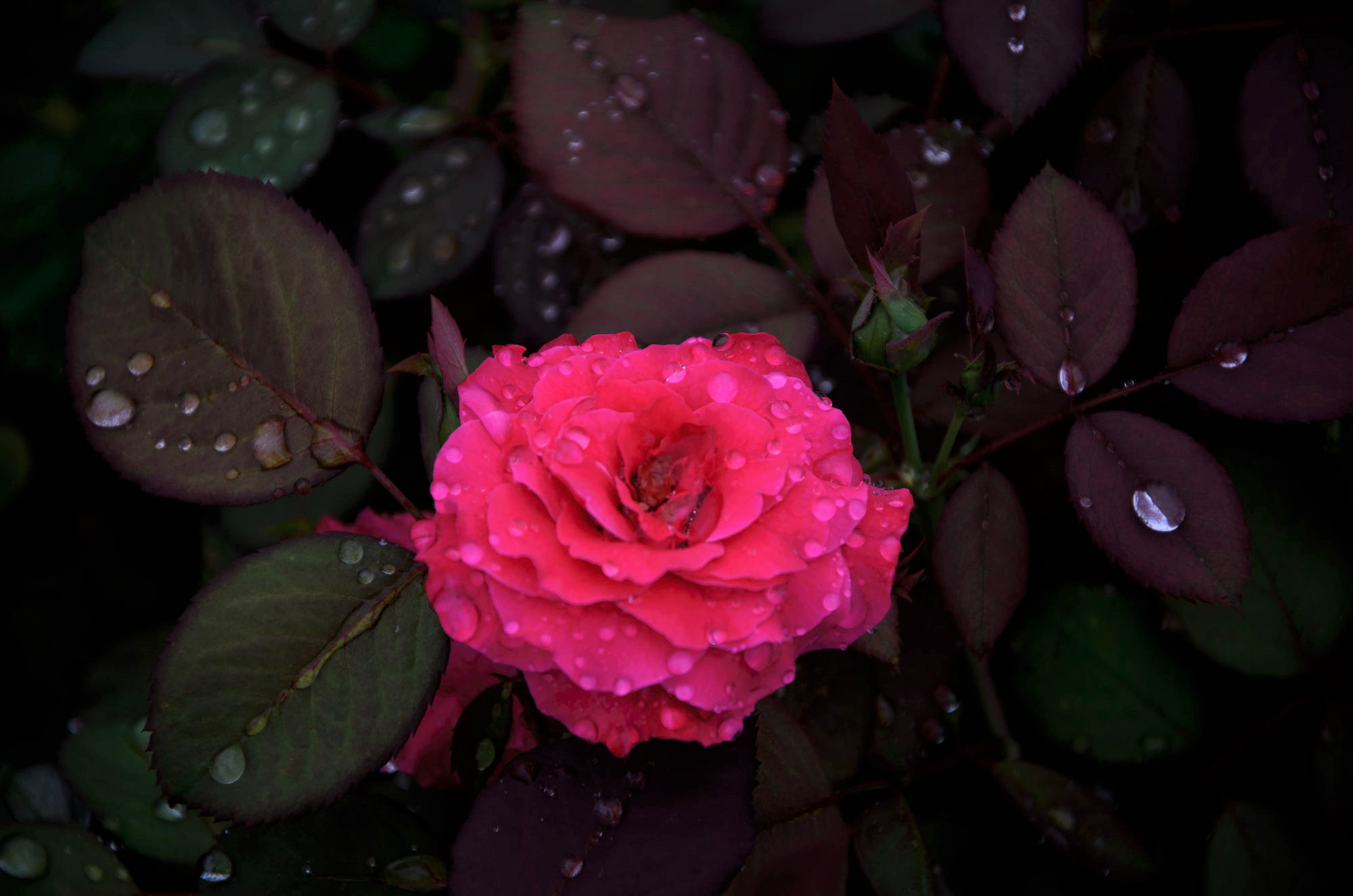 Earth Flower Leaf Pink Flower Pink Rose Rose Water Drop 2000x1325