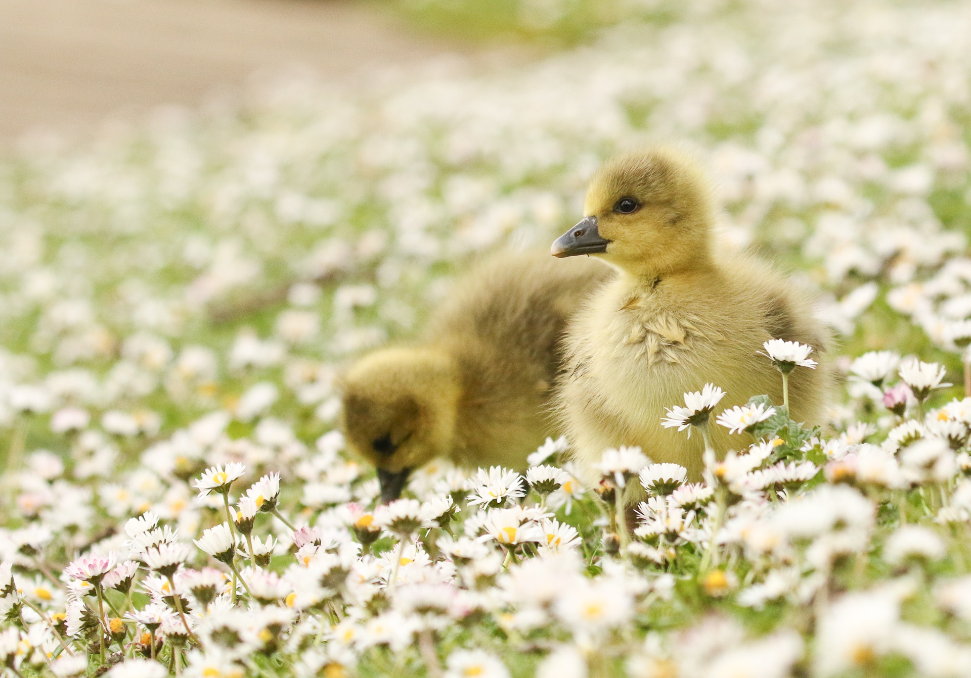 Baby Animal Chick Goose White Flower 1920x1342
