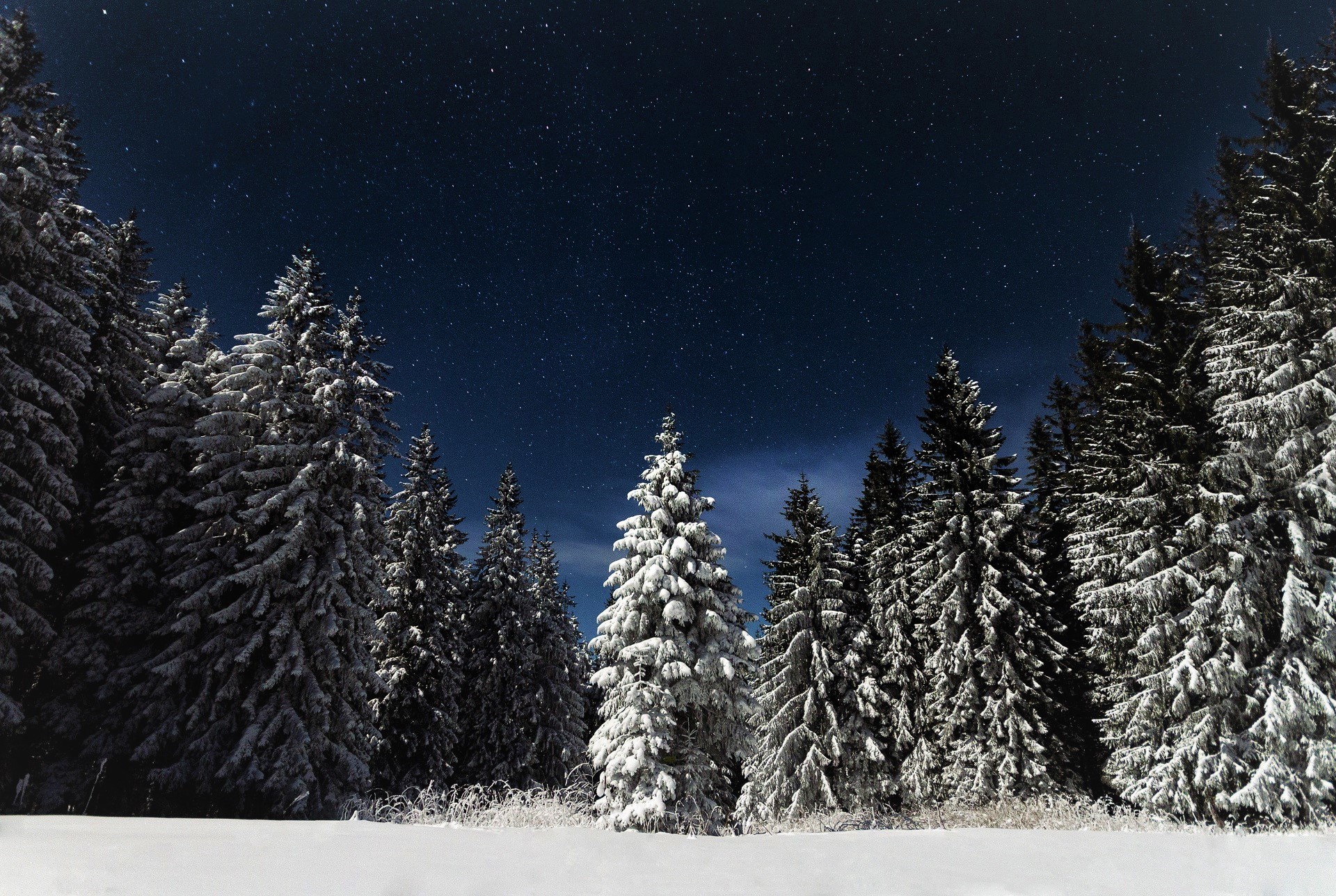 Earth Forest Night Pine Sky Snow Starry Sky Stars Tree Winter 1920x1288