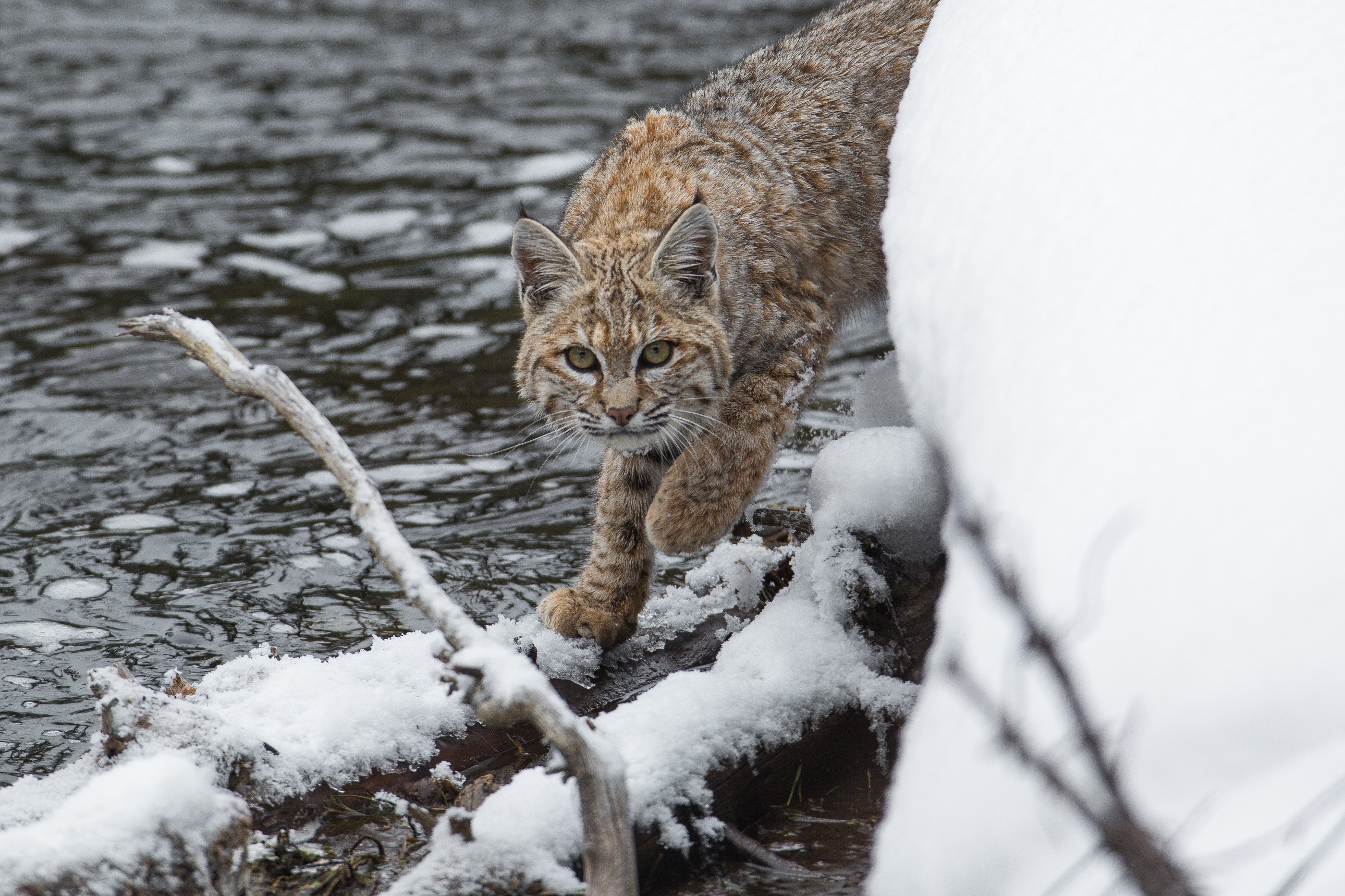 Big Cat Bobcat Snow Wildlife Winter 2800x1866