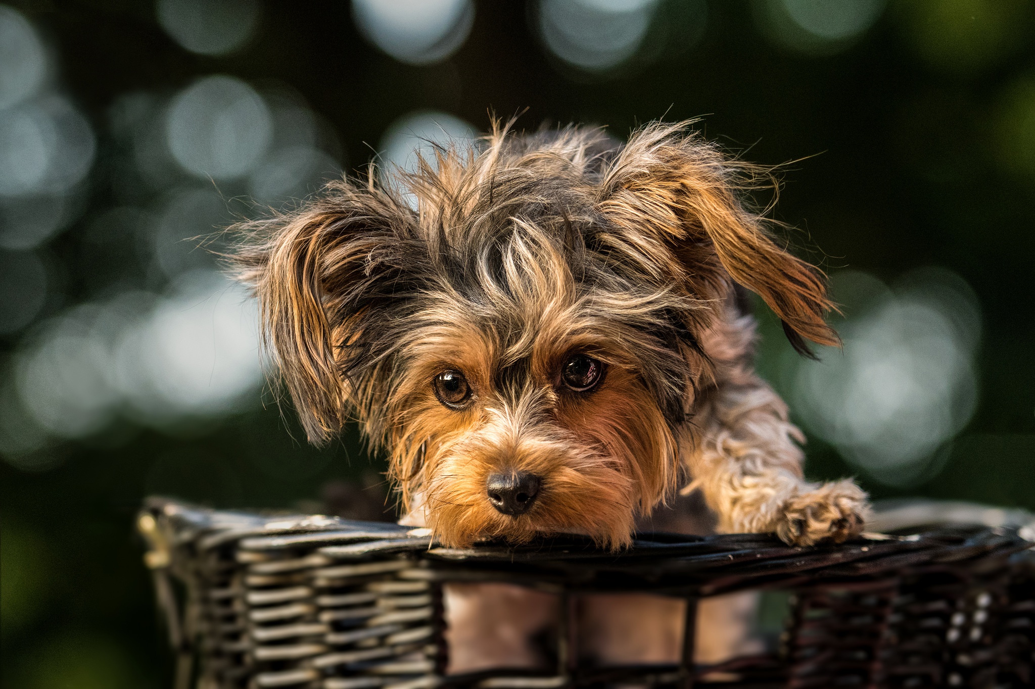 Baby Animal Basket Cute Dog Pet Puppy Terrier 2048x1364