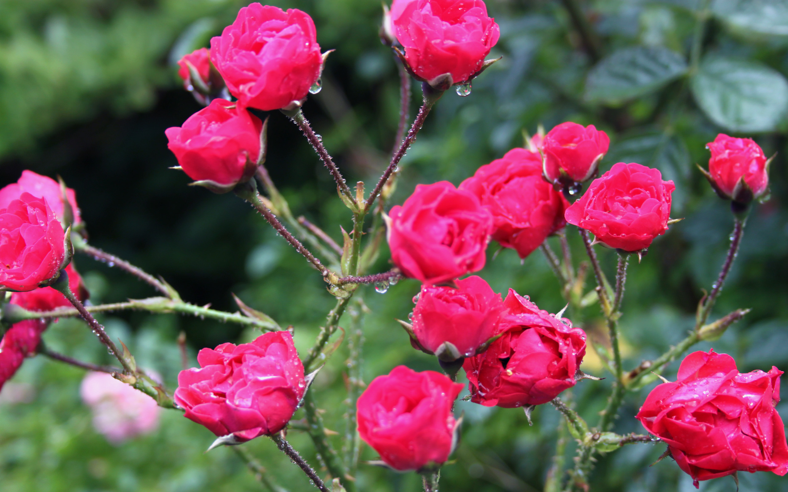 Flower Red Rose 2560x1600