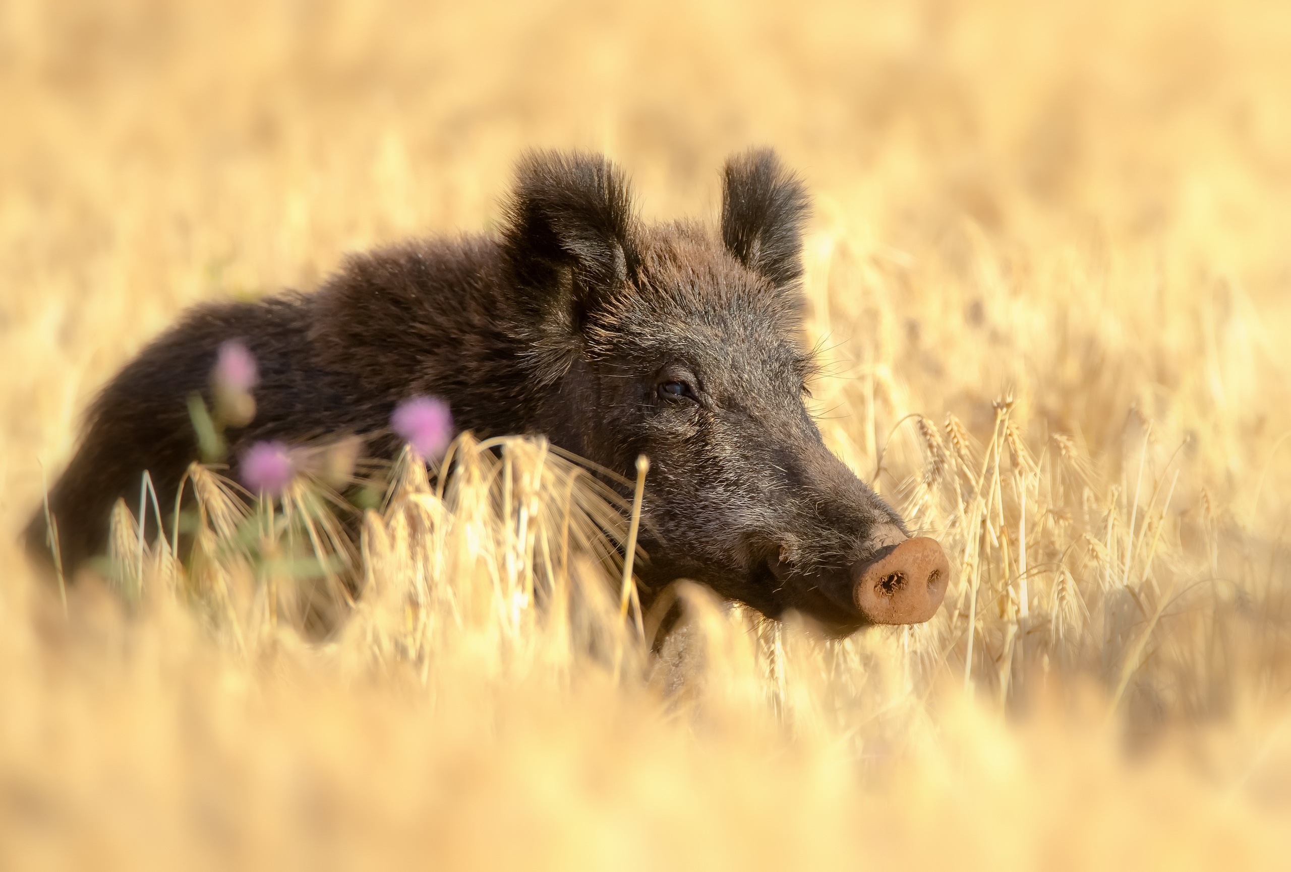 Boar Summer Wheat Wildlife 2560x1731