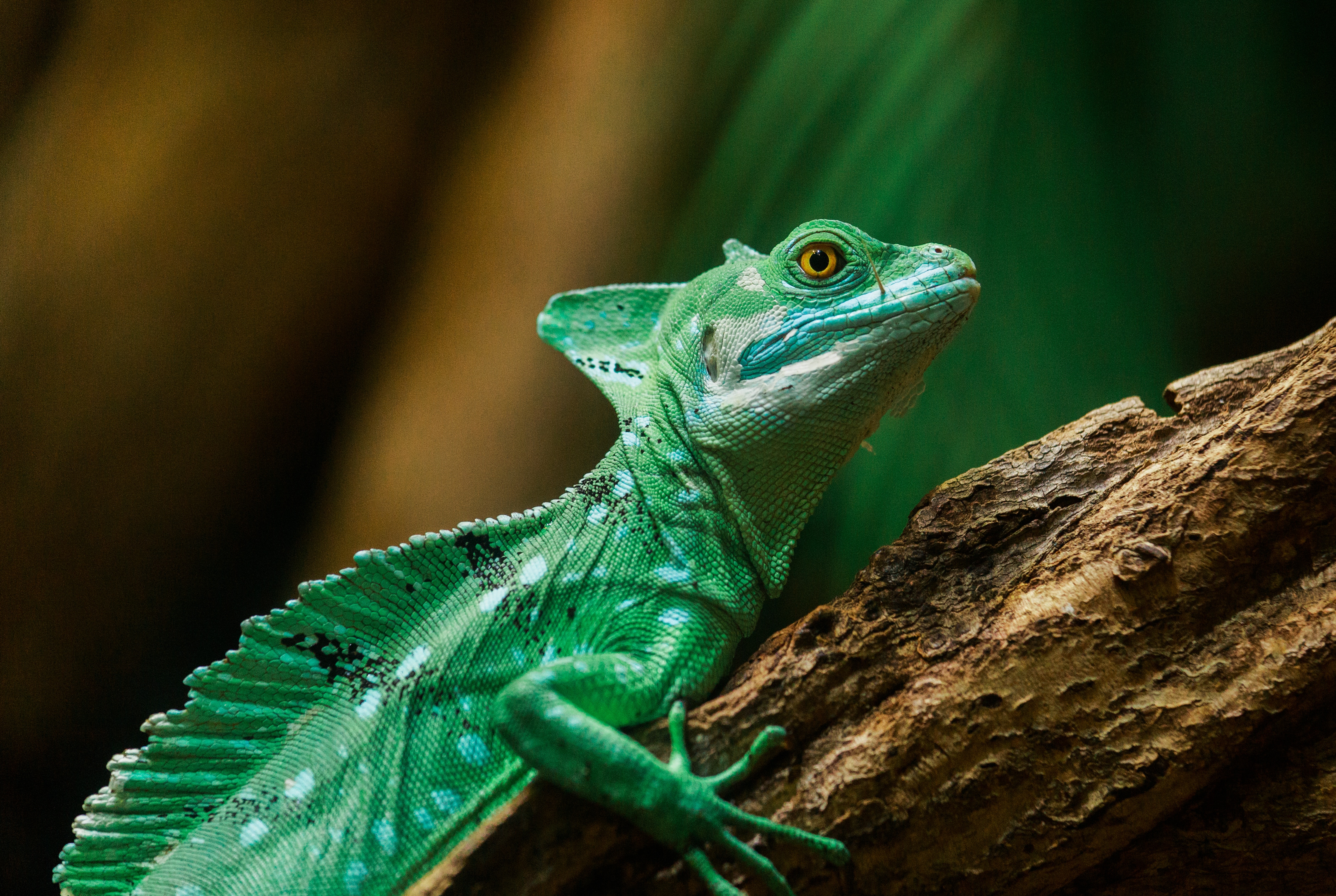 Lizard Reptile Wildlife 4791x3215