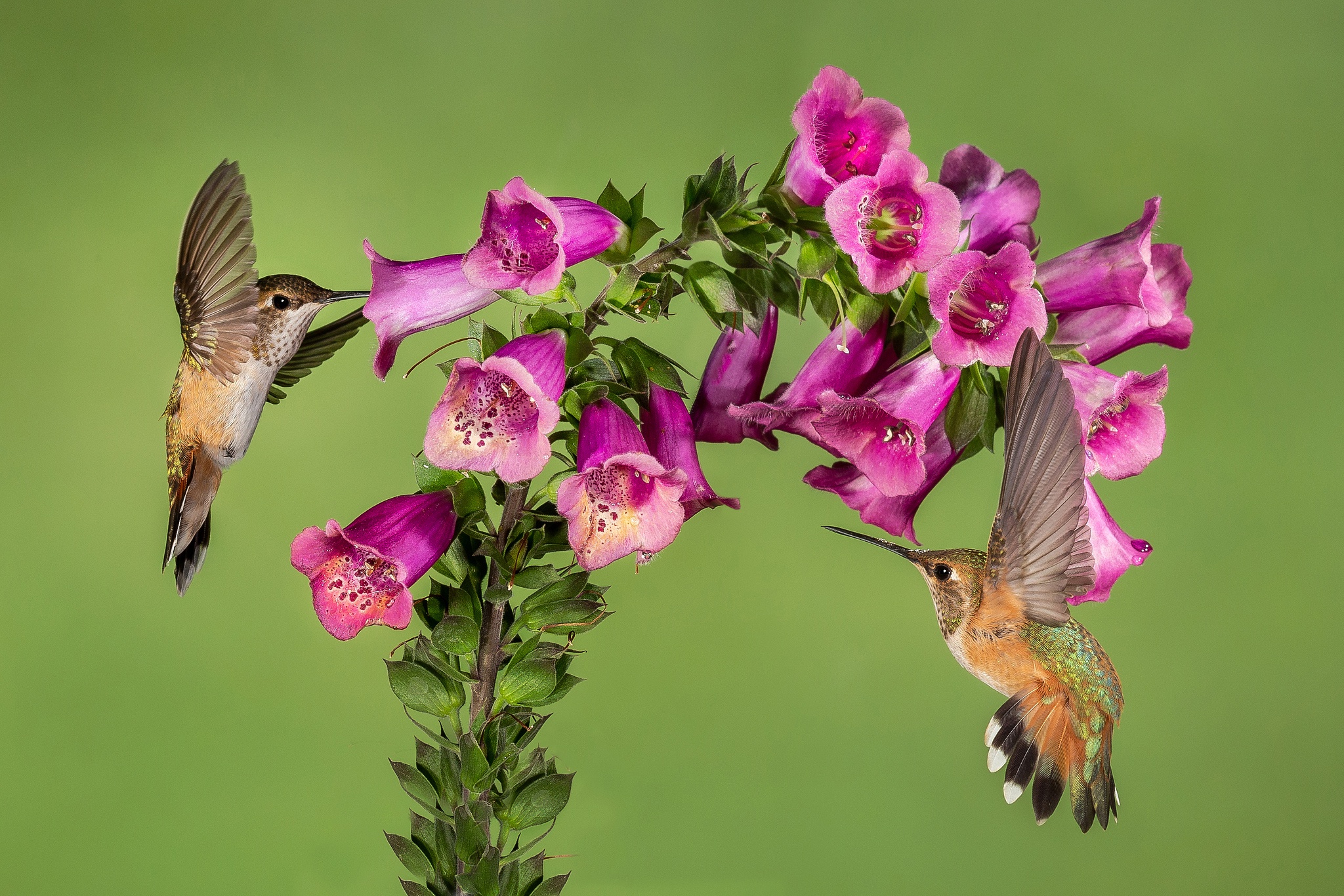 Bird Flower Hummingbird Purple Flower Wildlife 2048x1366